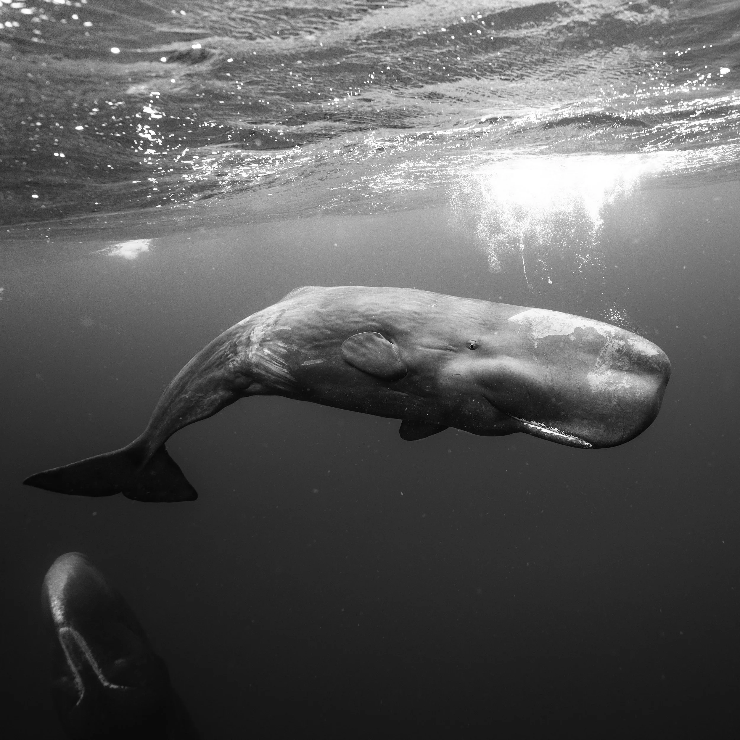 Sperm Whale - Dominica 