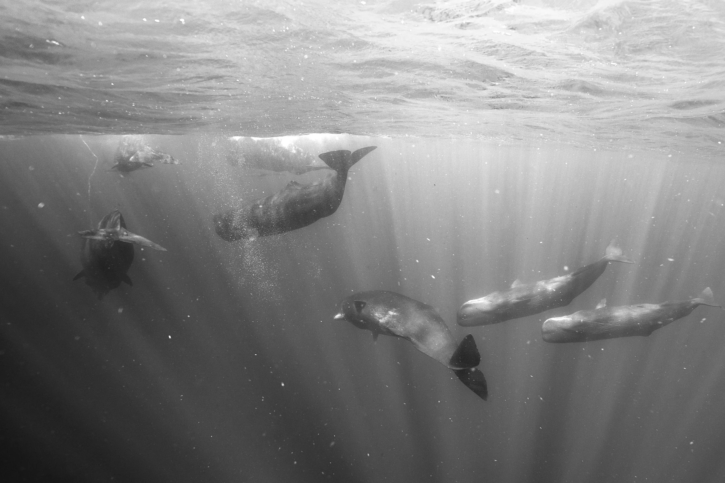 Sperm Whale - Dominica 