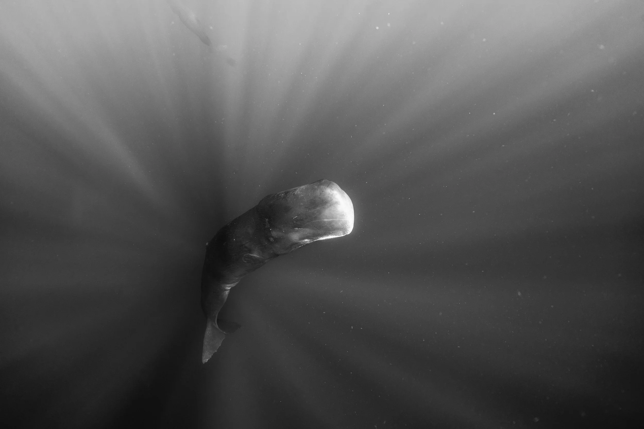 Sperm Whale - Dominica 