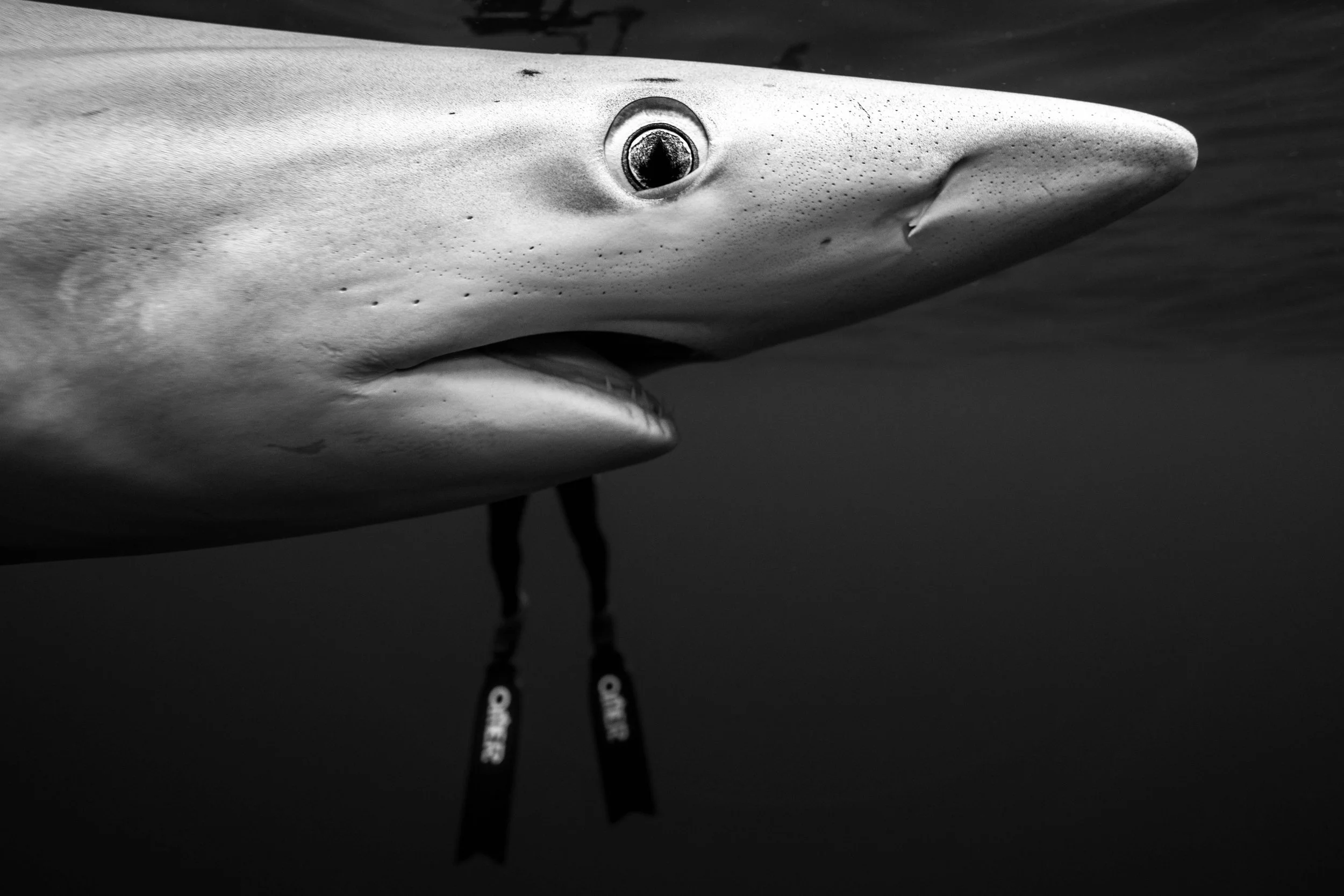 Blue Shark - Azores