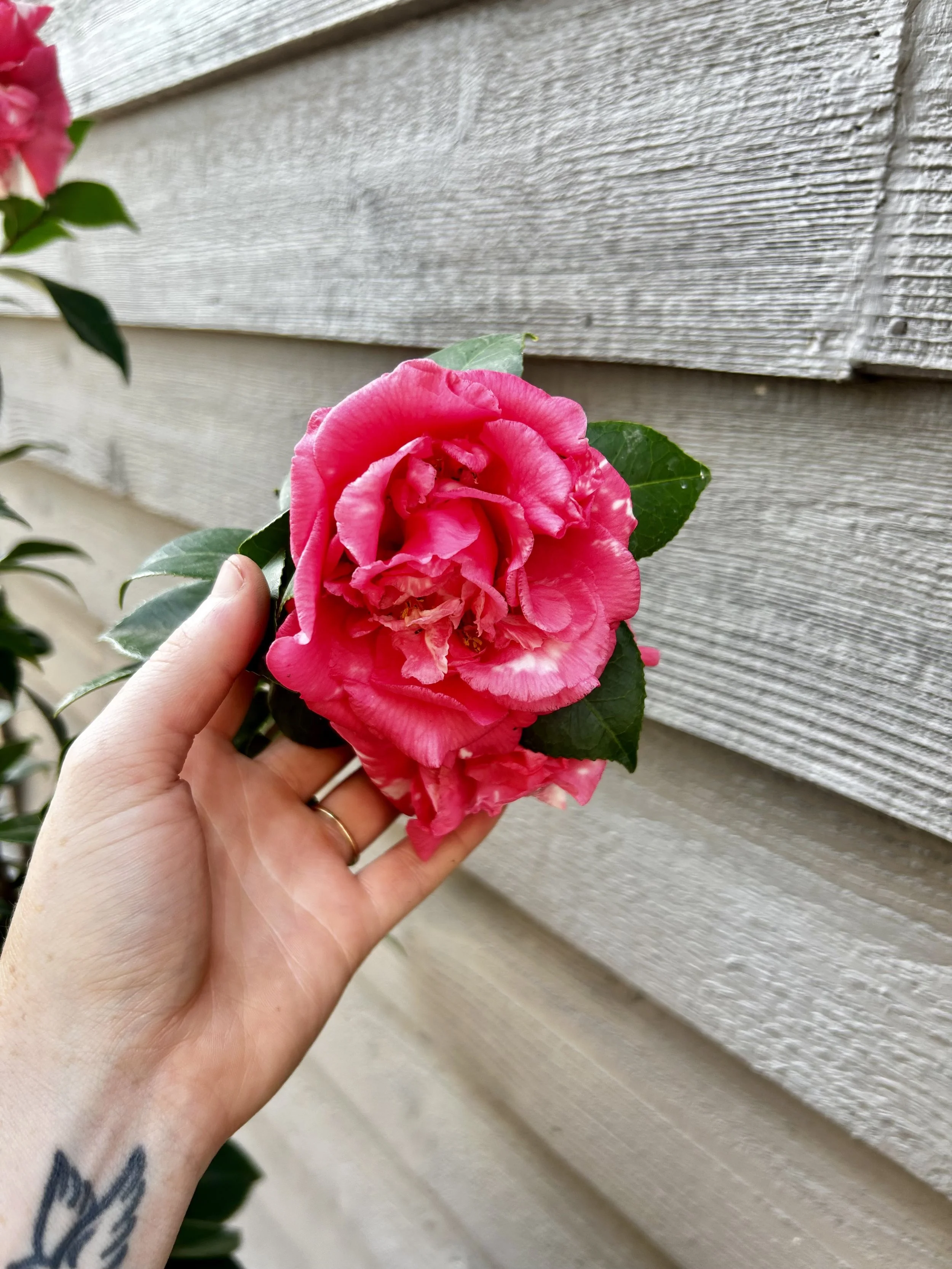 The Winter Pruning Itch: What to Cut Back Now (and What to Leave Alone)