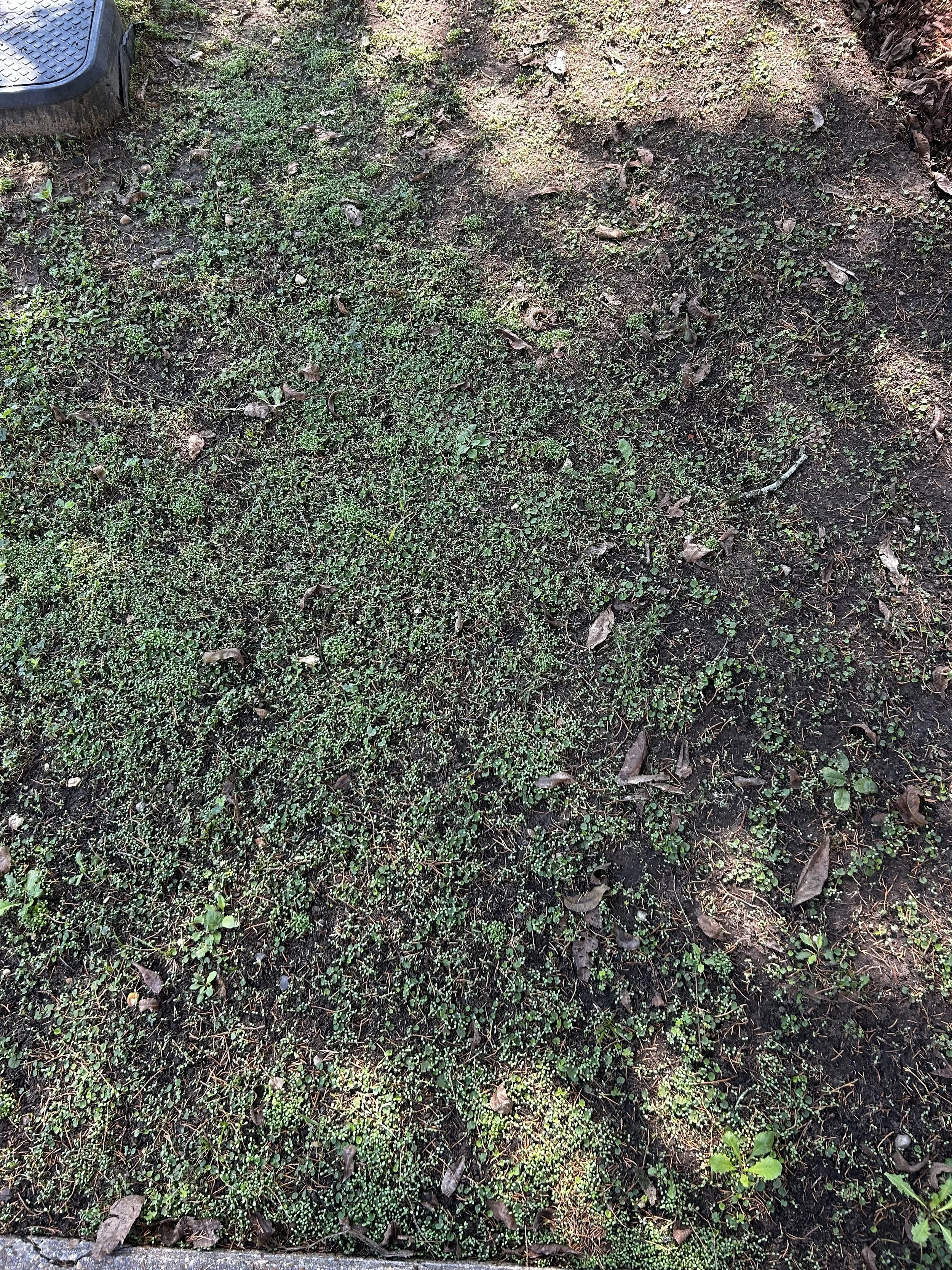 After - We aerated the yard and spread clover seed for a low maintenance lawn. Here is the growth after just one week.