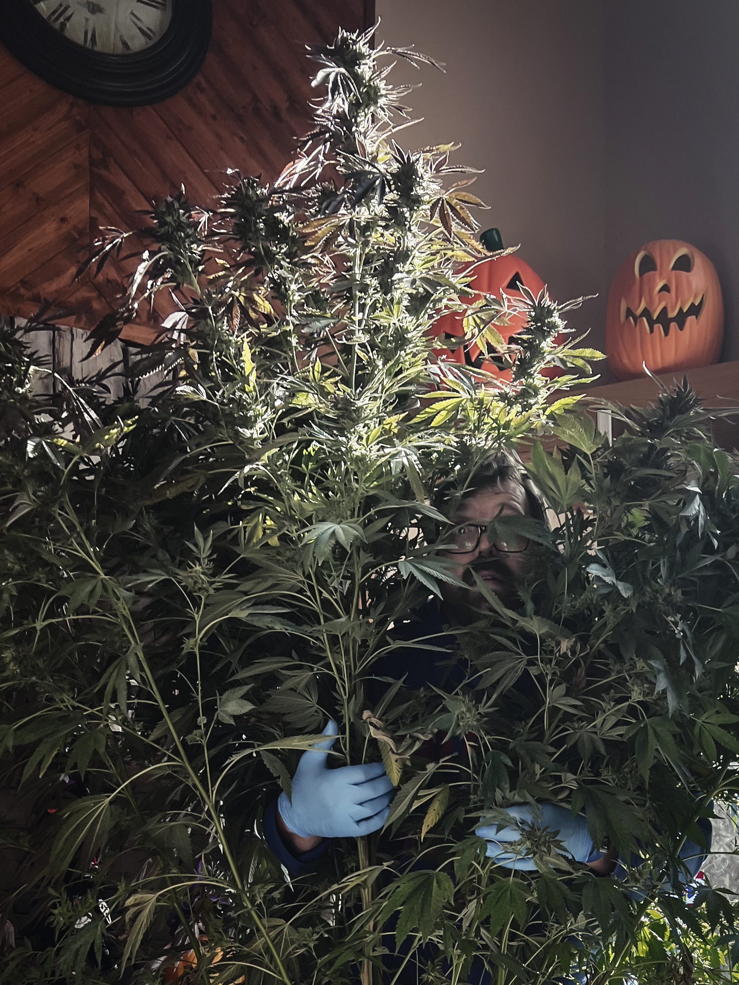 Harvest for Halloween 2023