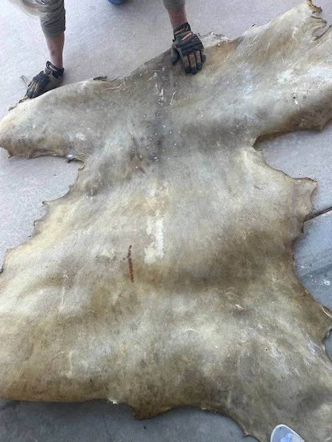 Bear #2 3.jpeg