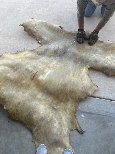 Bear #2 2.jpeg