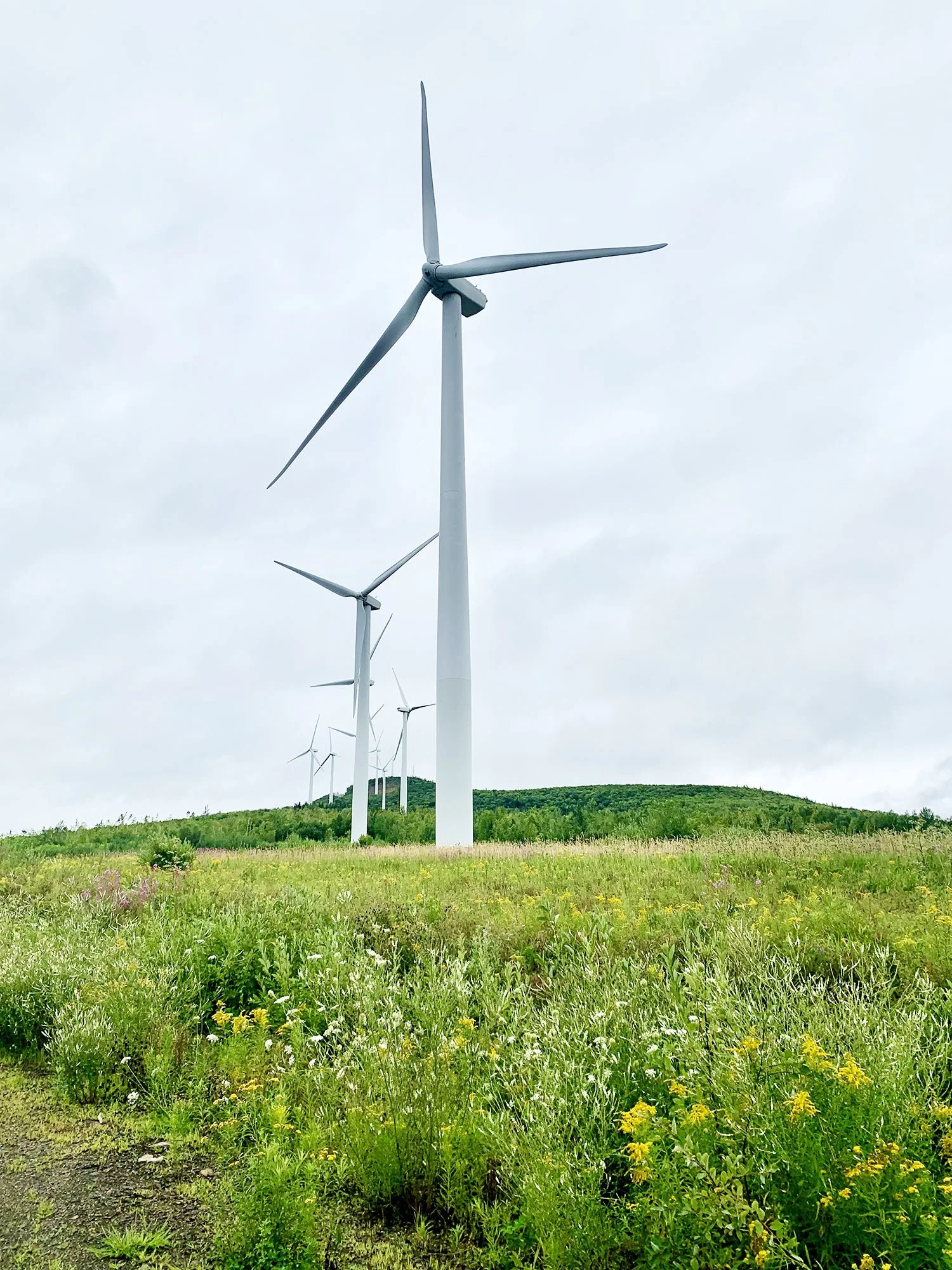 A field with green grass and yellow wildflowers, with multiple wind turbines on a hill in the background under a cloudy sky.