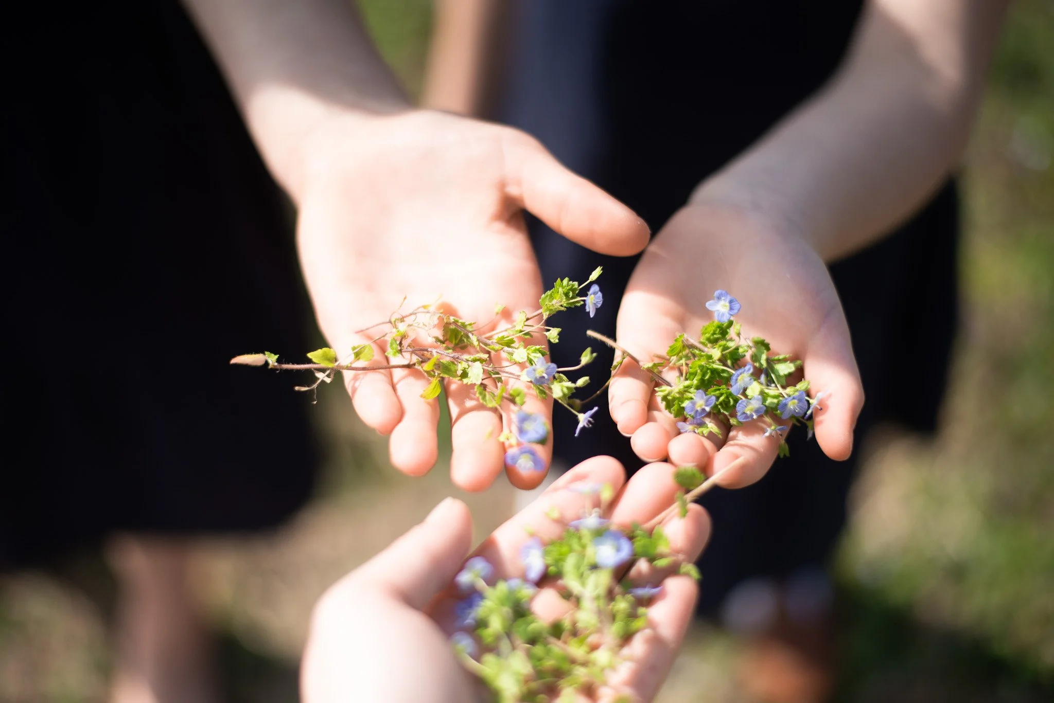 Close-up of hands holding small flowering plant with green leaves and blue flowers outdoors.