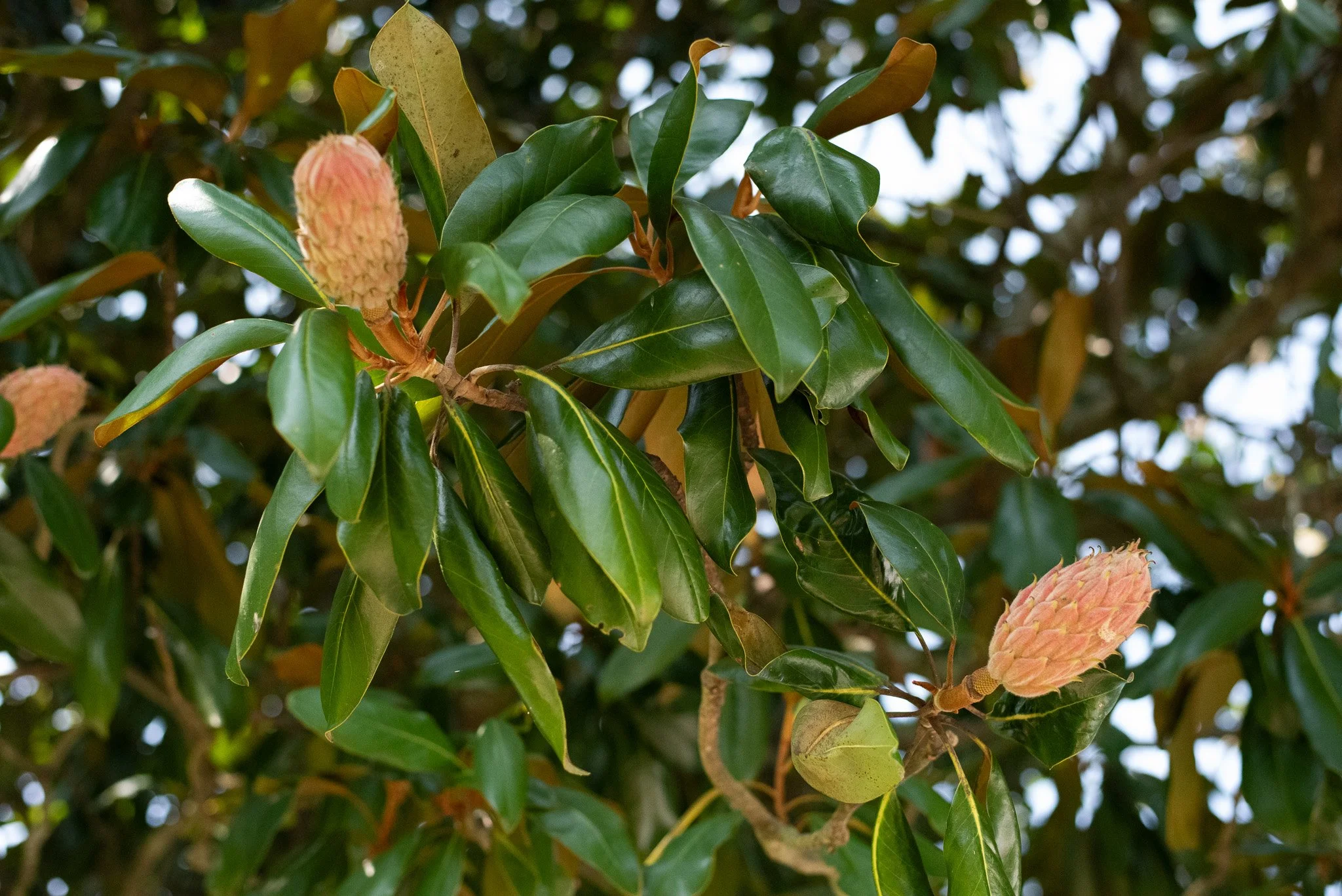 Close-up of green leaves and pinkish cone-shaped flowers on a plant with blurred background of more foliage.