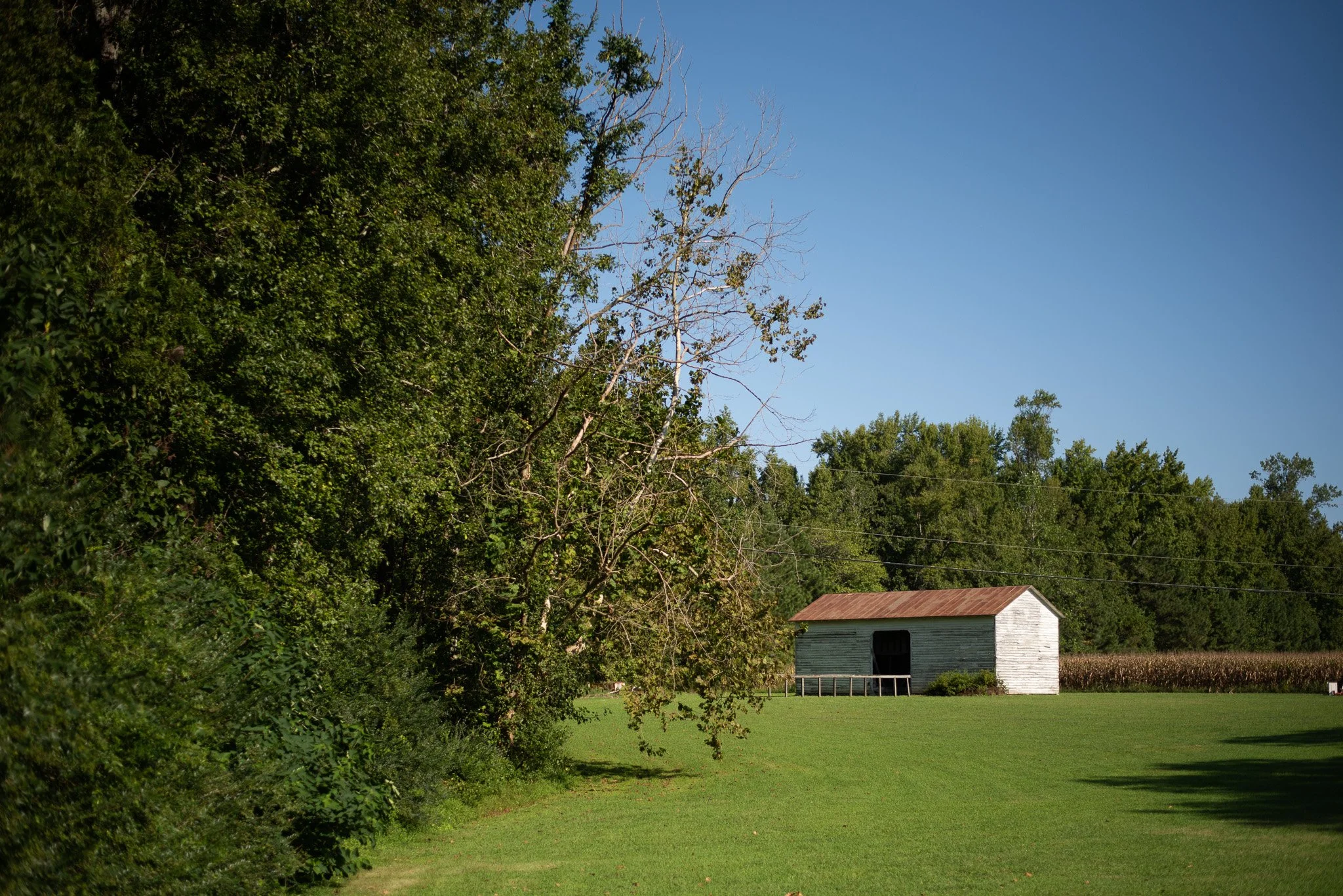 A rural scene with green grass, a small white barn with a rust-colored roof, surrounded by trees and an open field, under a clear blue sky.