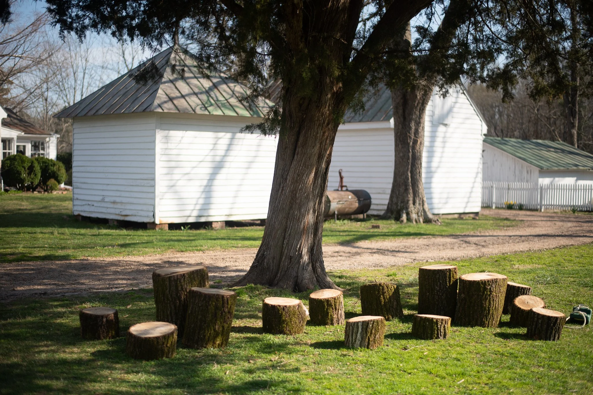 A large tree with a thick trunk in the foreground, surrounded by small cut tree stumps on a grassy area. In the background, there are white buildings with green metal roofs and leafless trees under a clear sky.