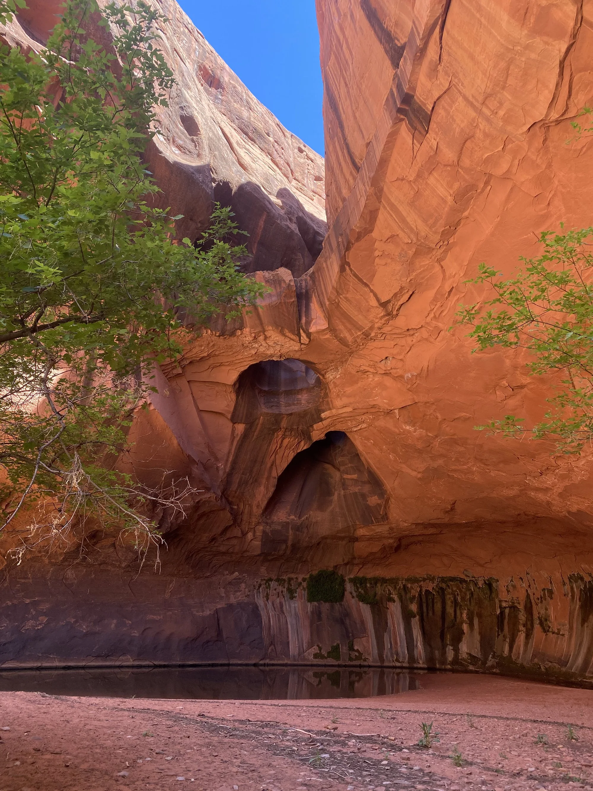 The image features a natural rock formation with a large sandstone arch, vibrant orange and red hues, green foliage in the foreground, and a clear blue sky.