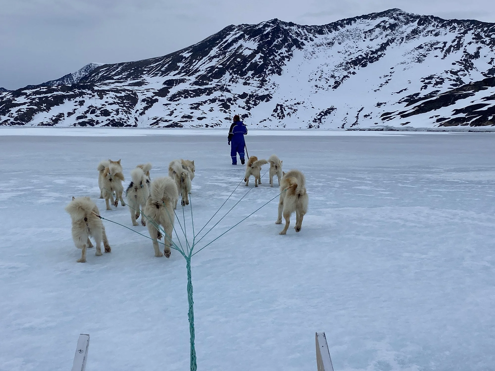 A person in a blue winter suit walking dogs on a snowy, frozen landscape with high snow-covered mountains in the background.