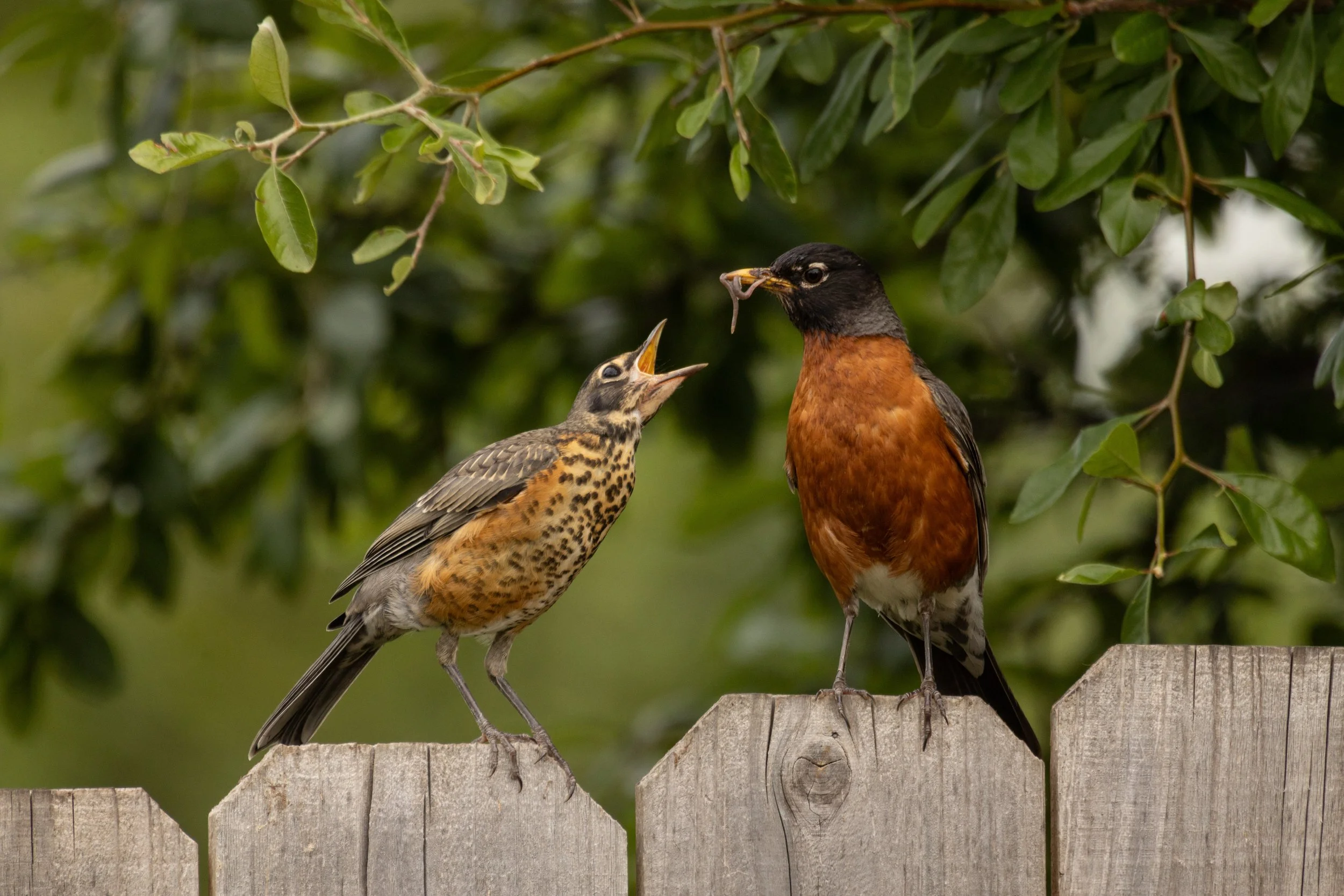 Curry, Baby’s First Robin, 2025.JPG