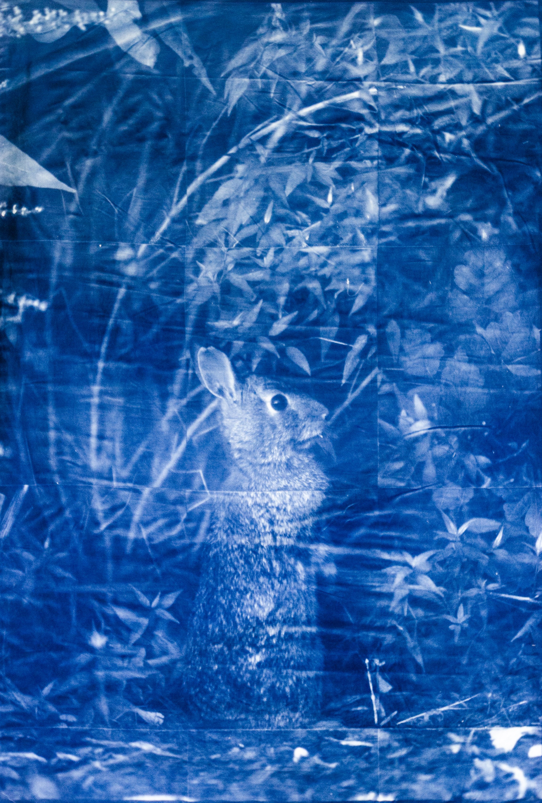 Bunny in the Bush (24"x36")