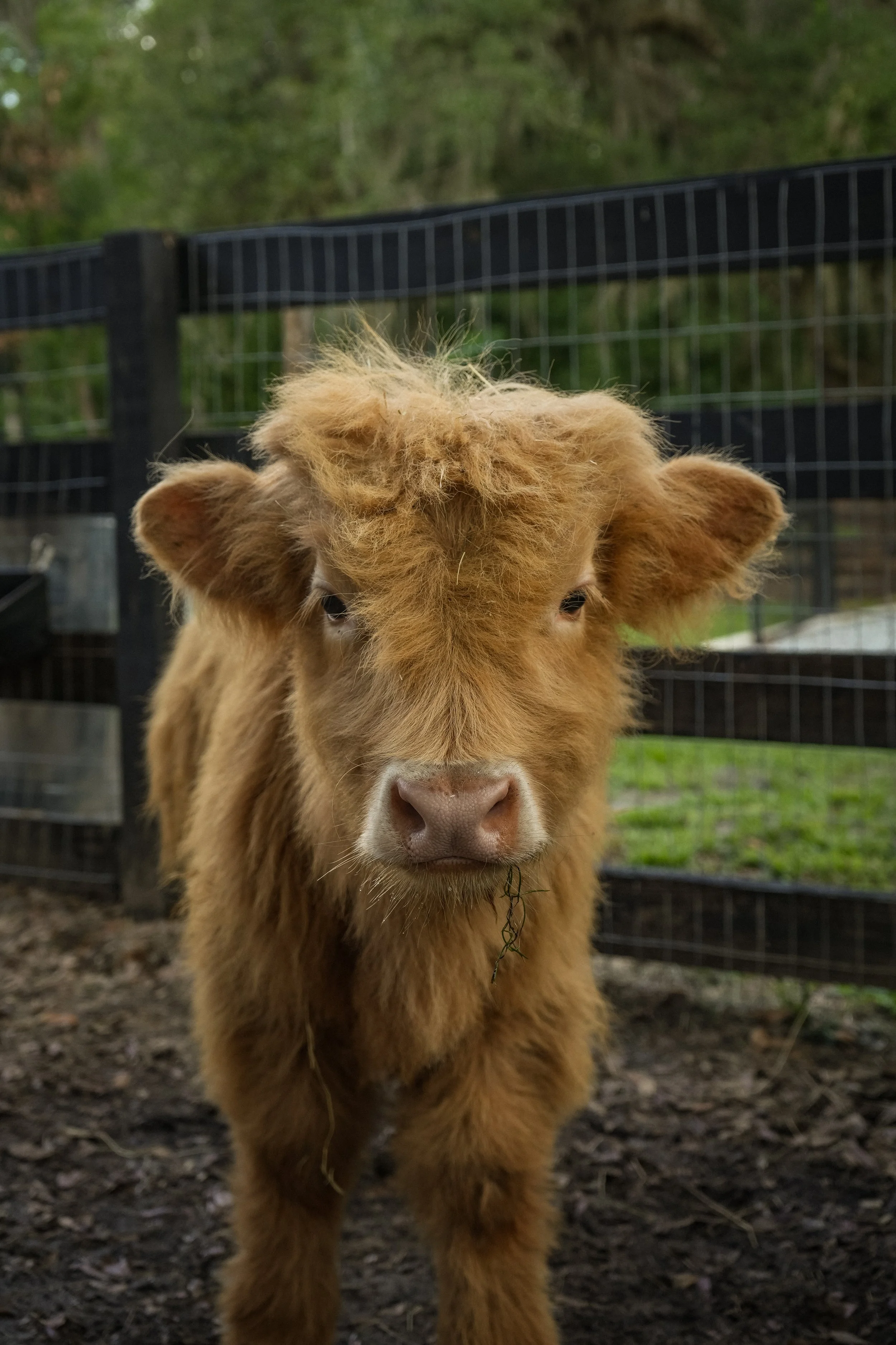 Male Mini Highland Cow