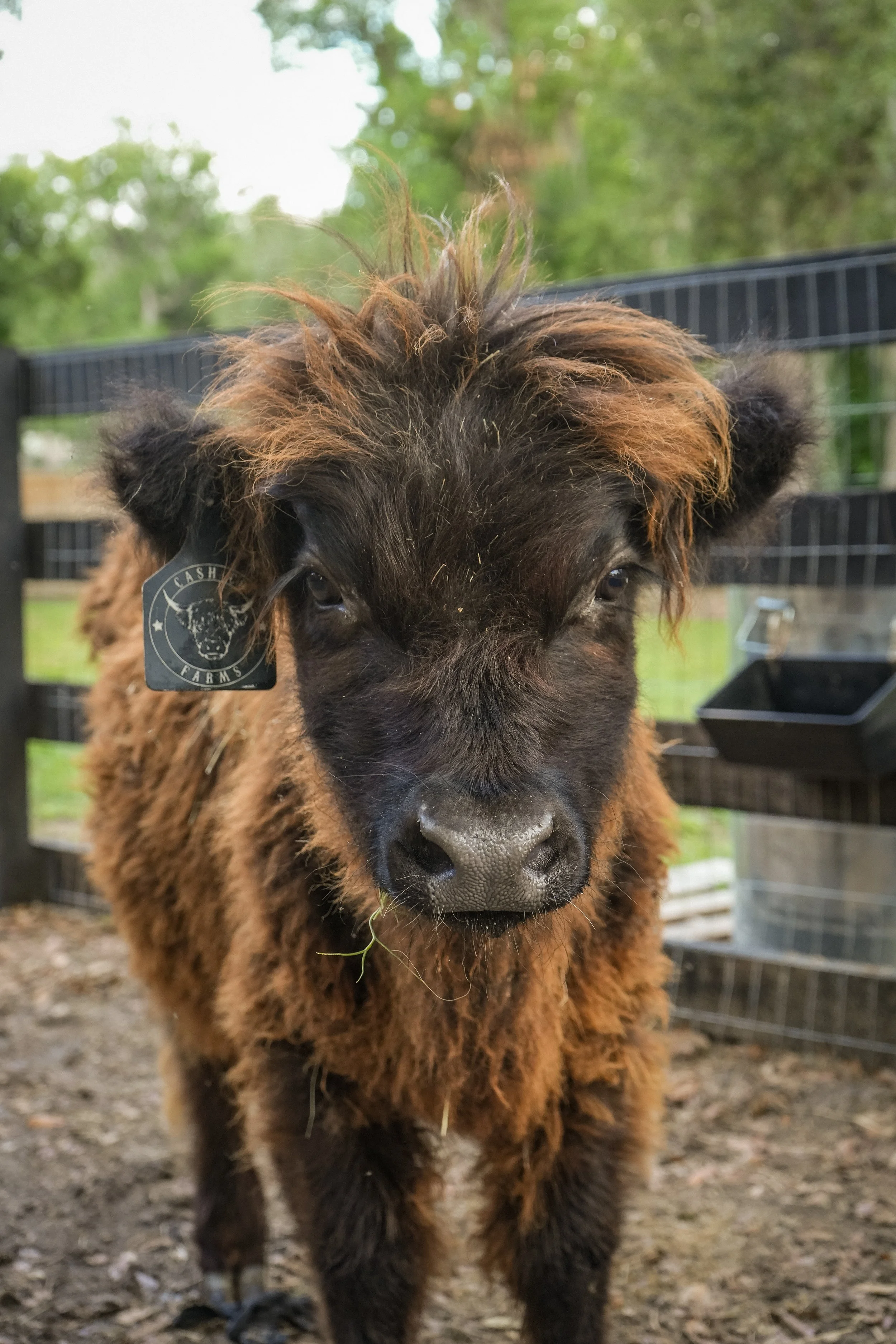 Female Mini Highland Cow
