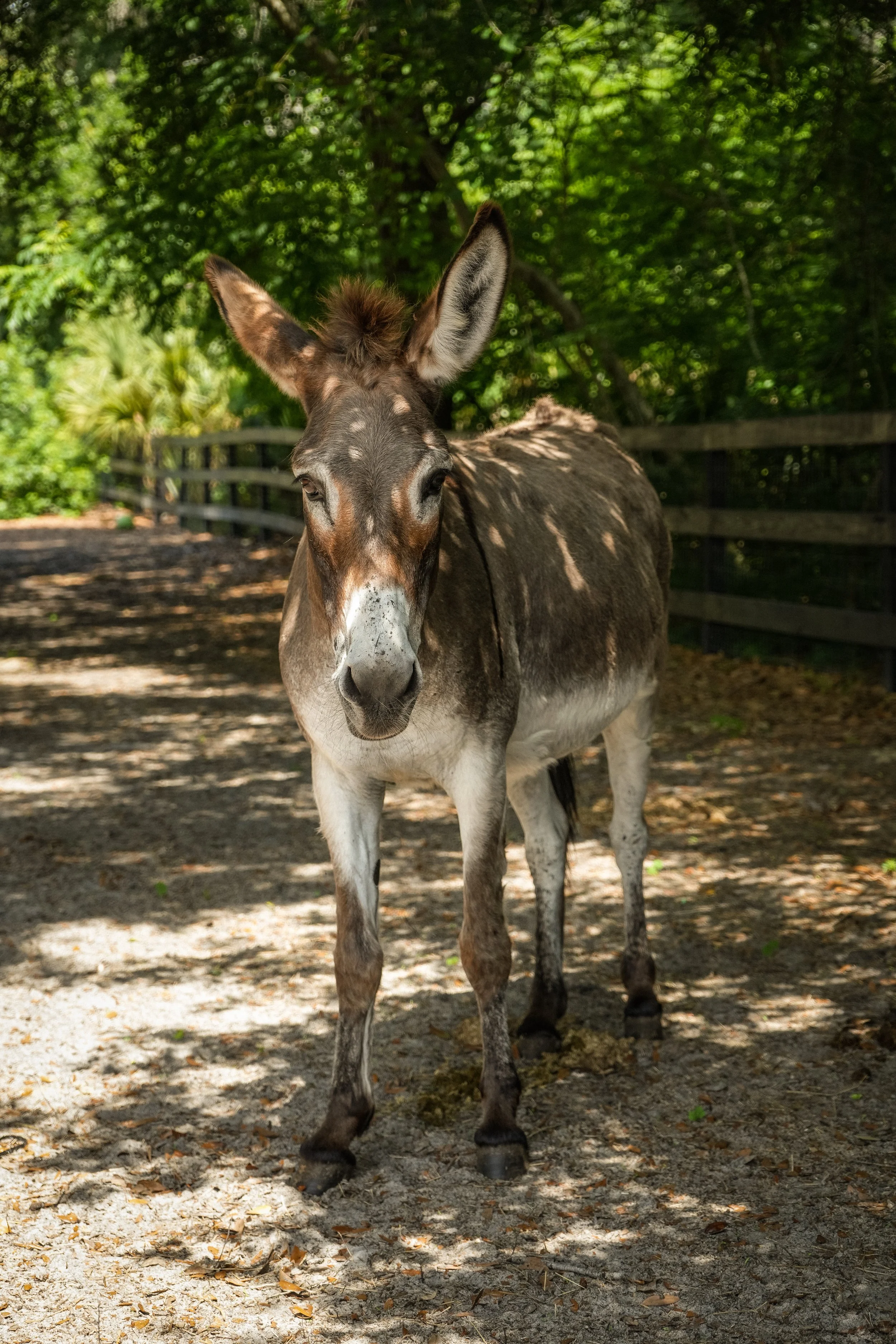 Queso the Donkey