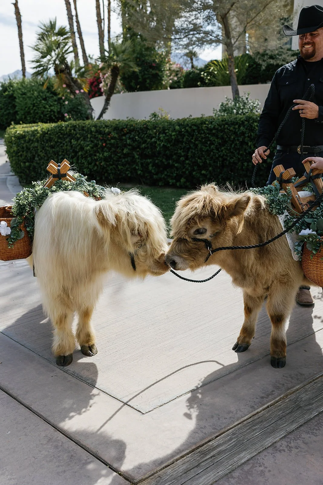 Mini cows at a Merv Griffin Estate wedding designed by COJ Events