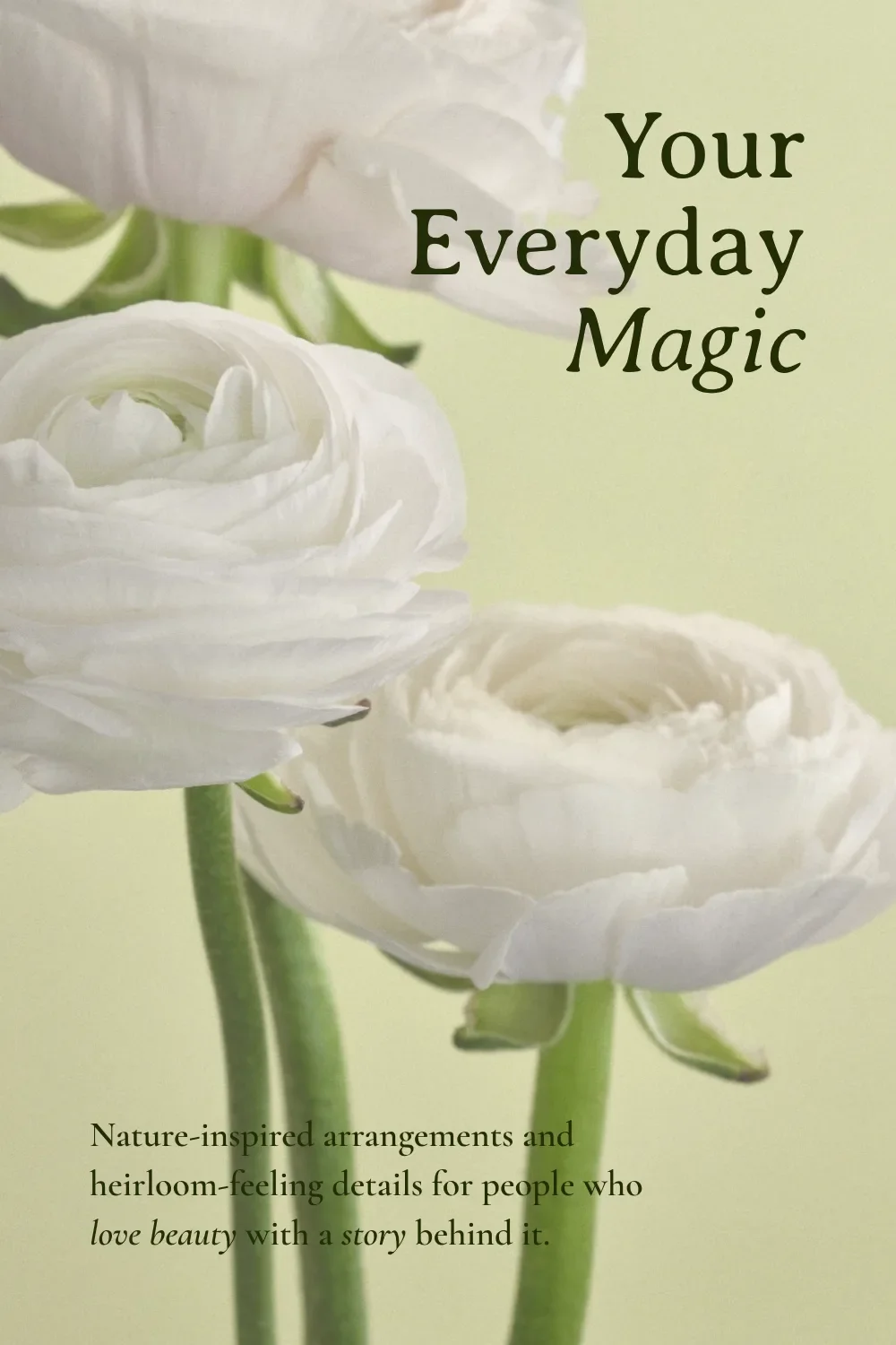 White ranunculus on a soft green background with an elegant serif Your Everyday Magic headline