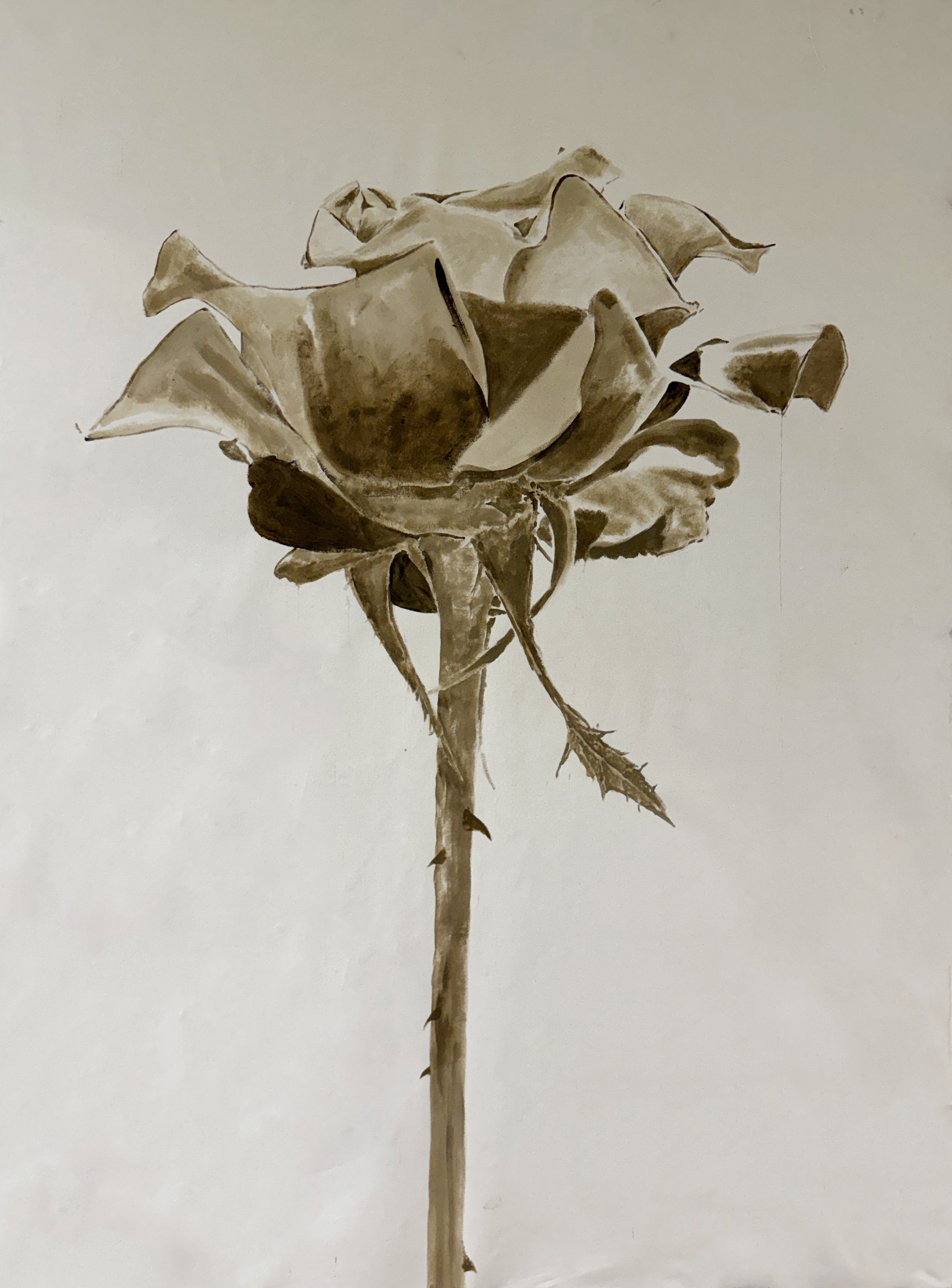 Rose 02.jpg