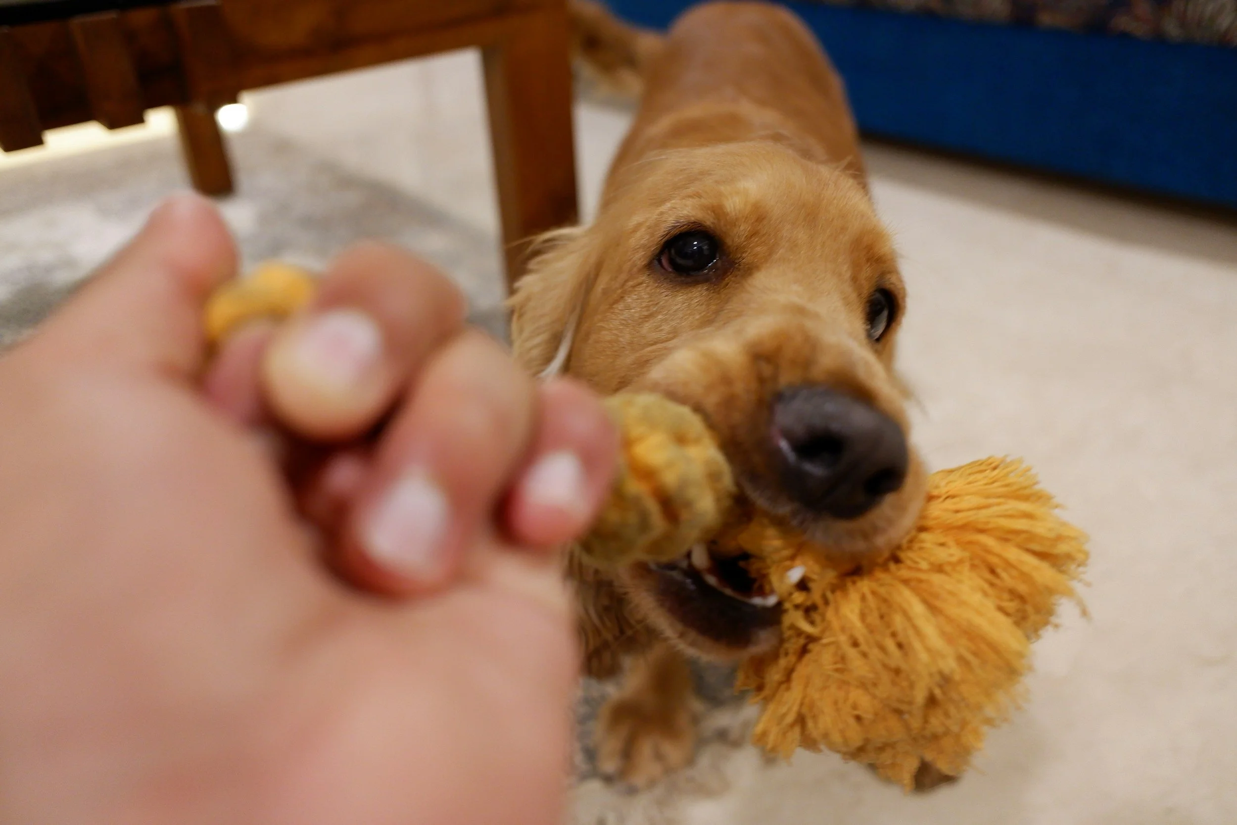 Using food in training, Pt. 2