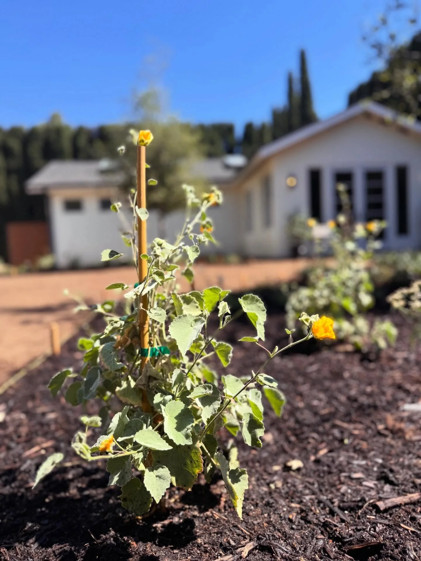 PROJECT SYCAMORE:

Main interior? Complete
Outdoor patio? Complete
Detached garage? Complete
ADU? Complete
Gates? Complete
Jacuzzi? Complete

Landscaping? LOADING❤️&zwj;🔥