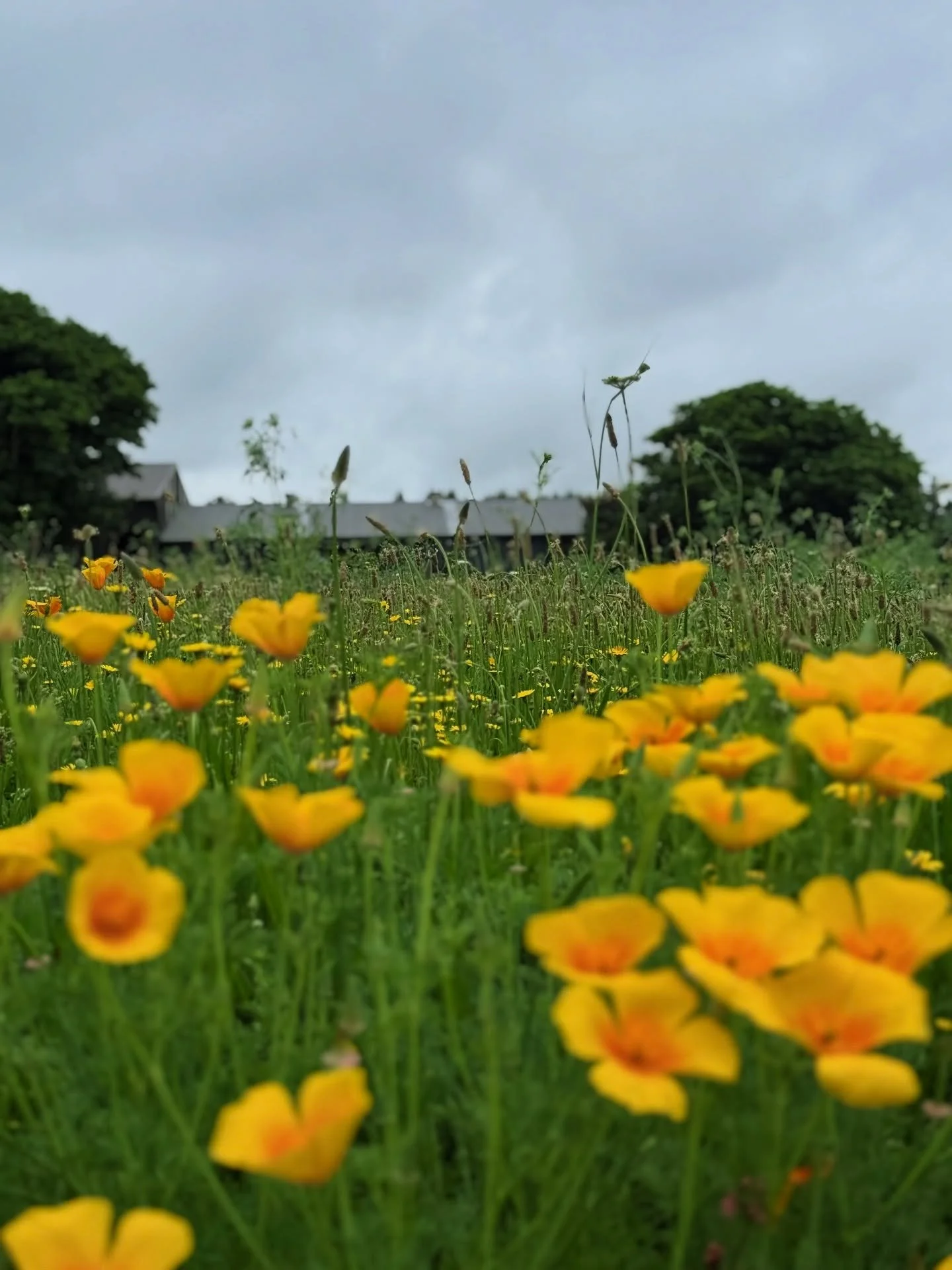 When you wild flower meadow starts meadowing 🌸

Willow &amp; Philippa xx