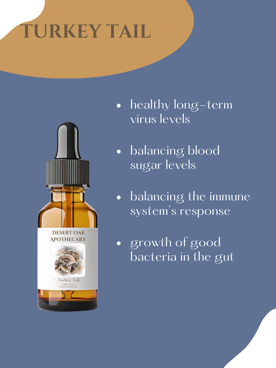 Turkey Tail benefits — supports white blood cells, microbiome diversity, and gut wellness