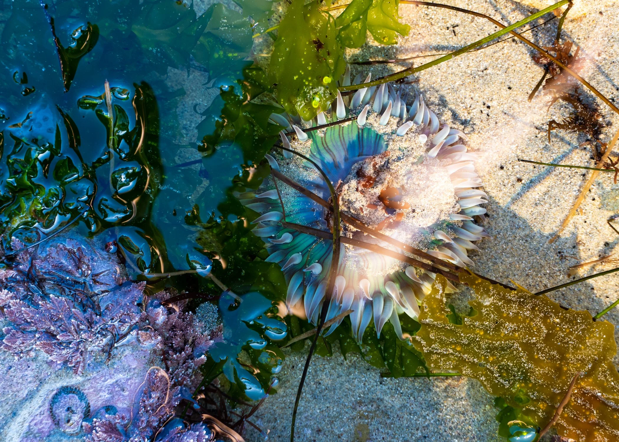 Tidepool Magic.jpg