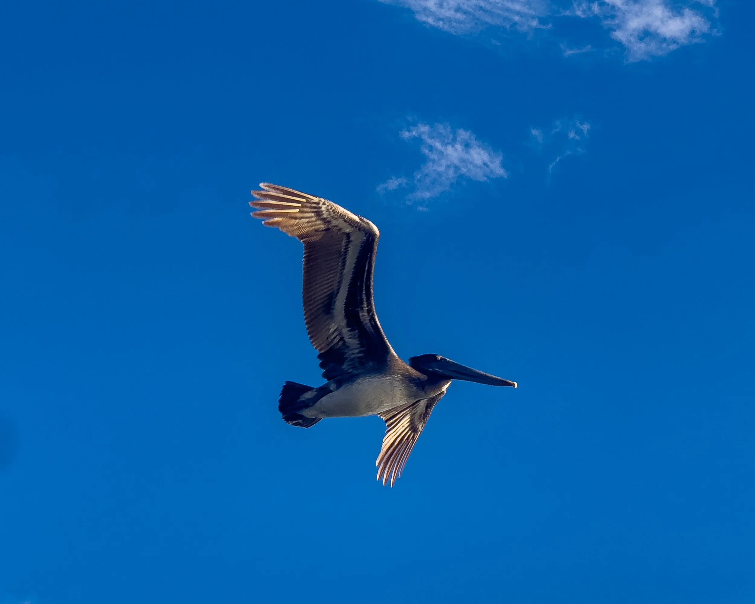 Lone Pelican.jpg