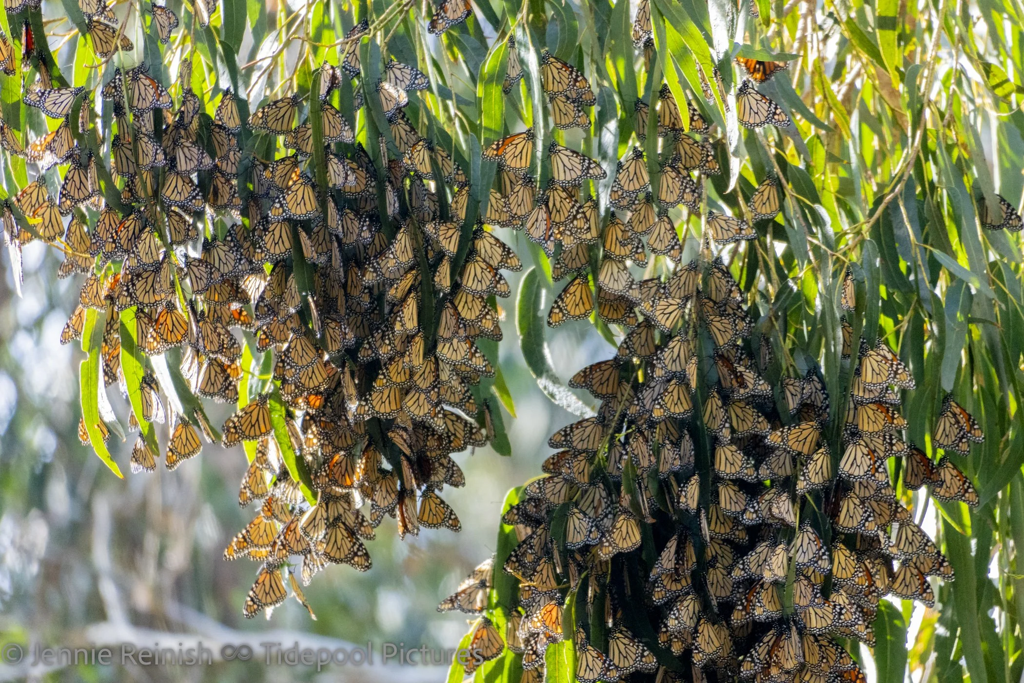 monarch 3 needsnr.jpg