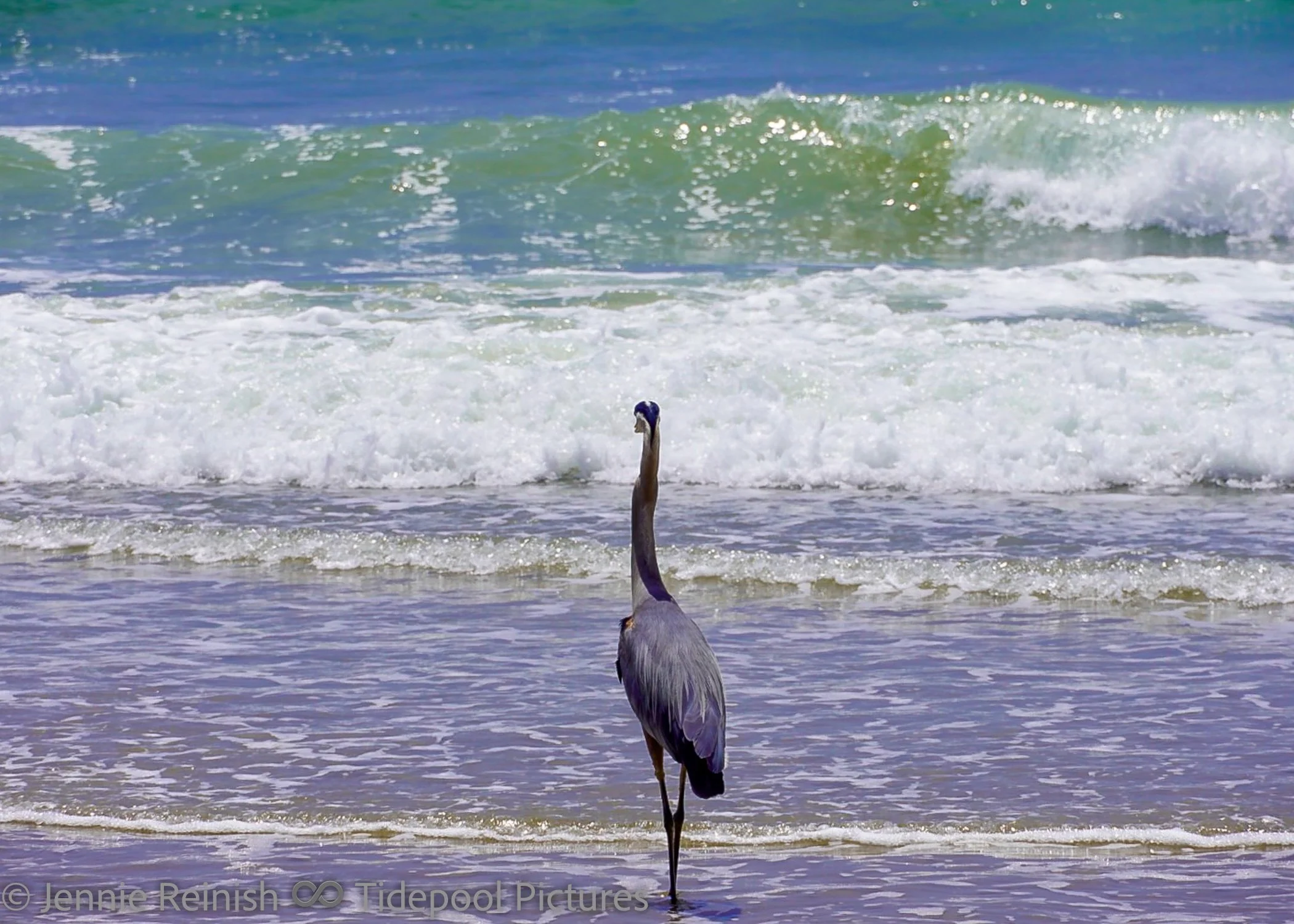 Blue Heron Print-1.jpg
