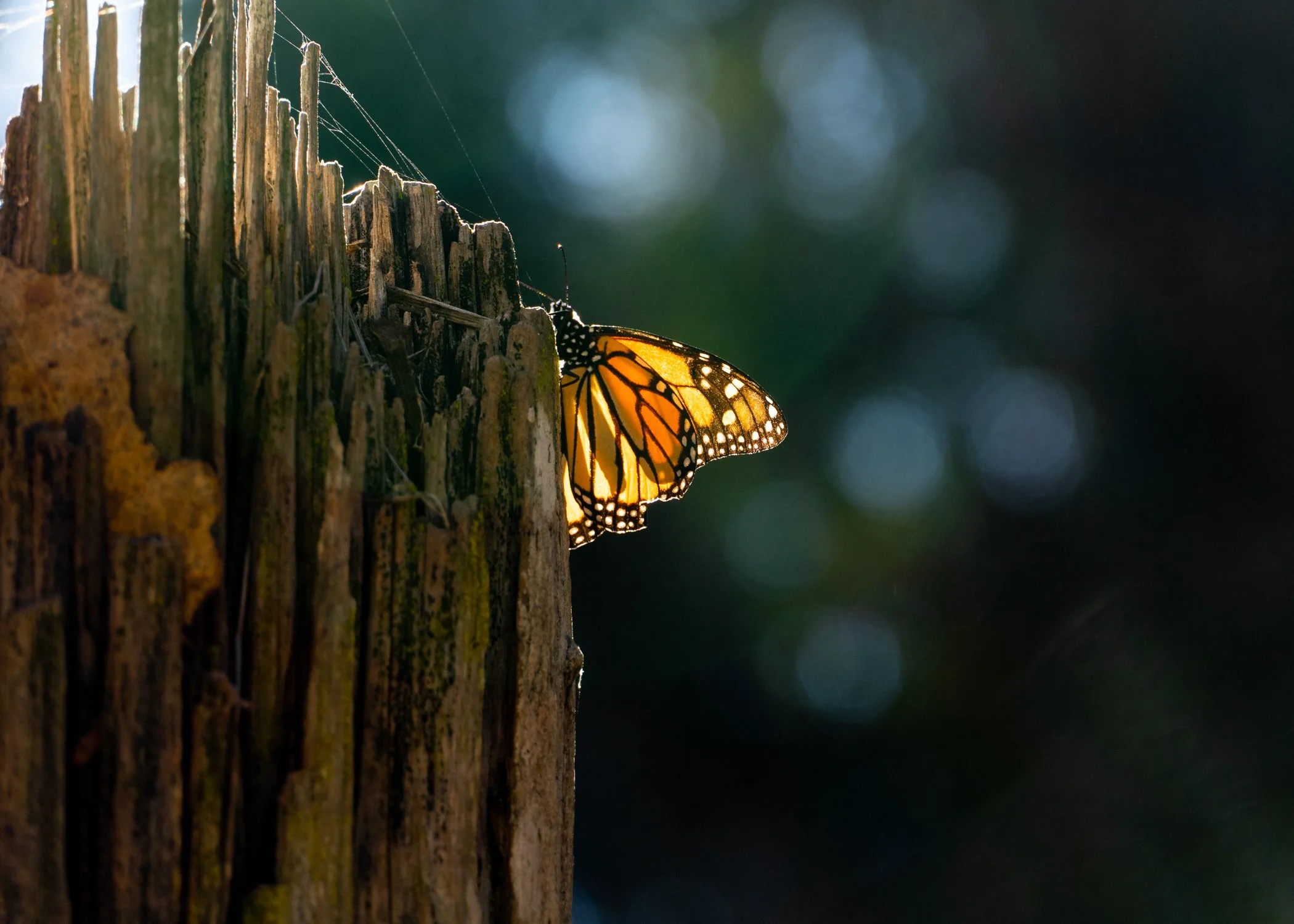 Monarch Butterfly.jpg