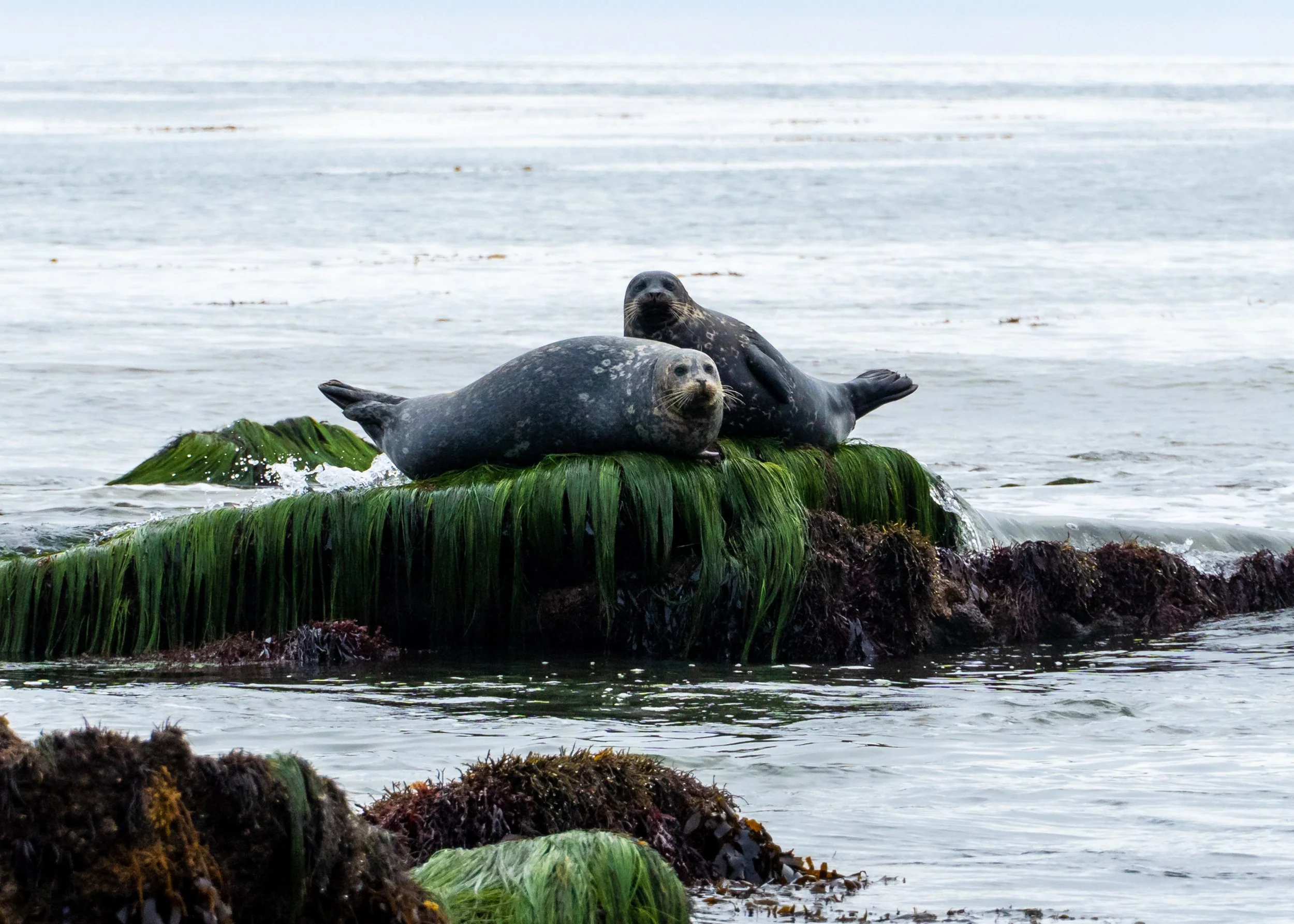 Sea Lions Low Tide.jpg