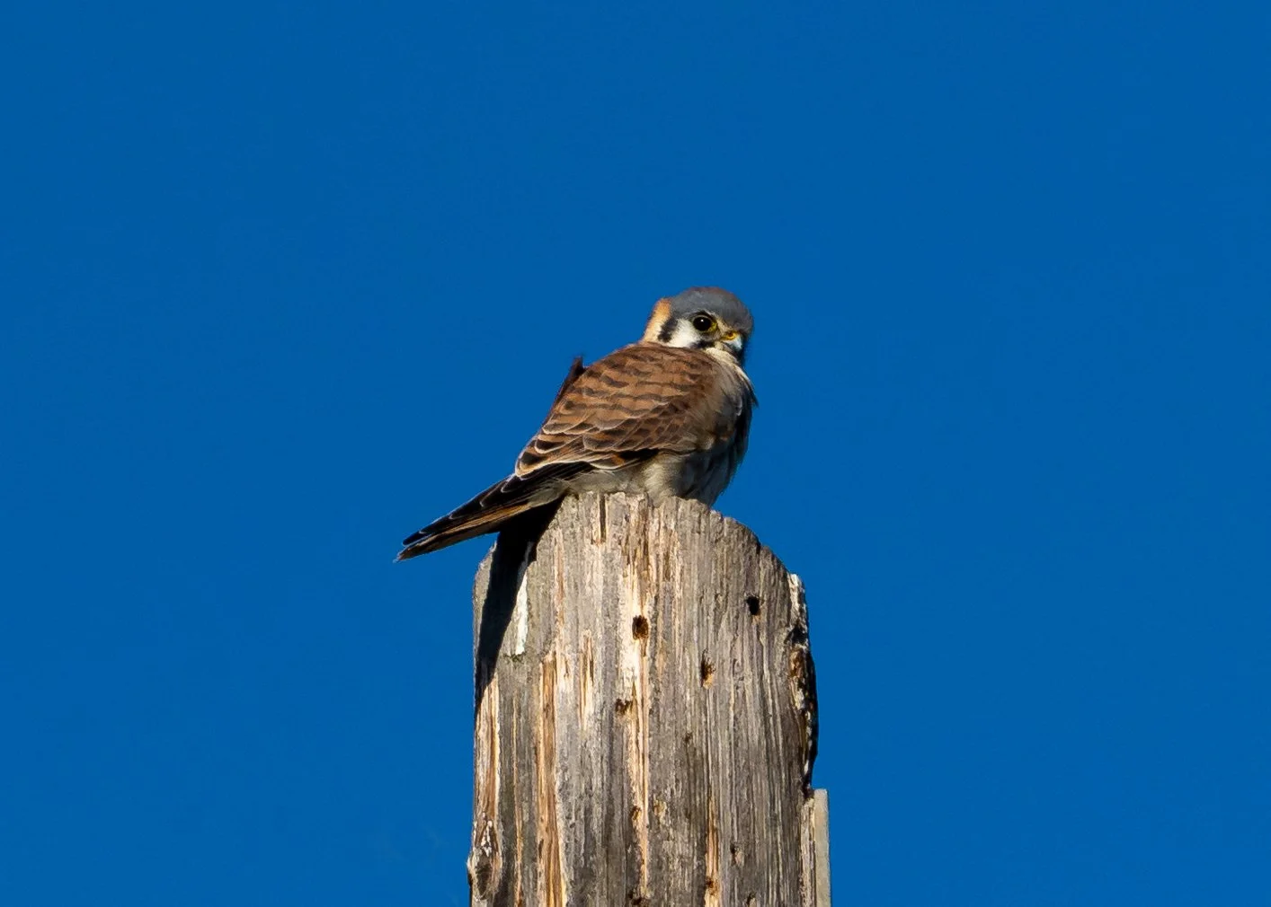 Kestral.jpg
