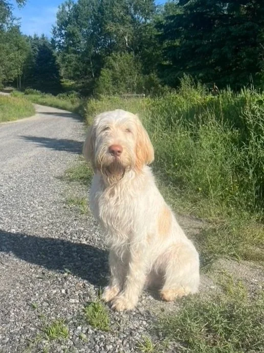 A light-colored dog sitting on a gravel path with green grass and trees in the background on a sunny day.