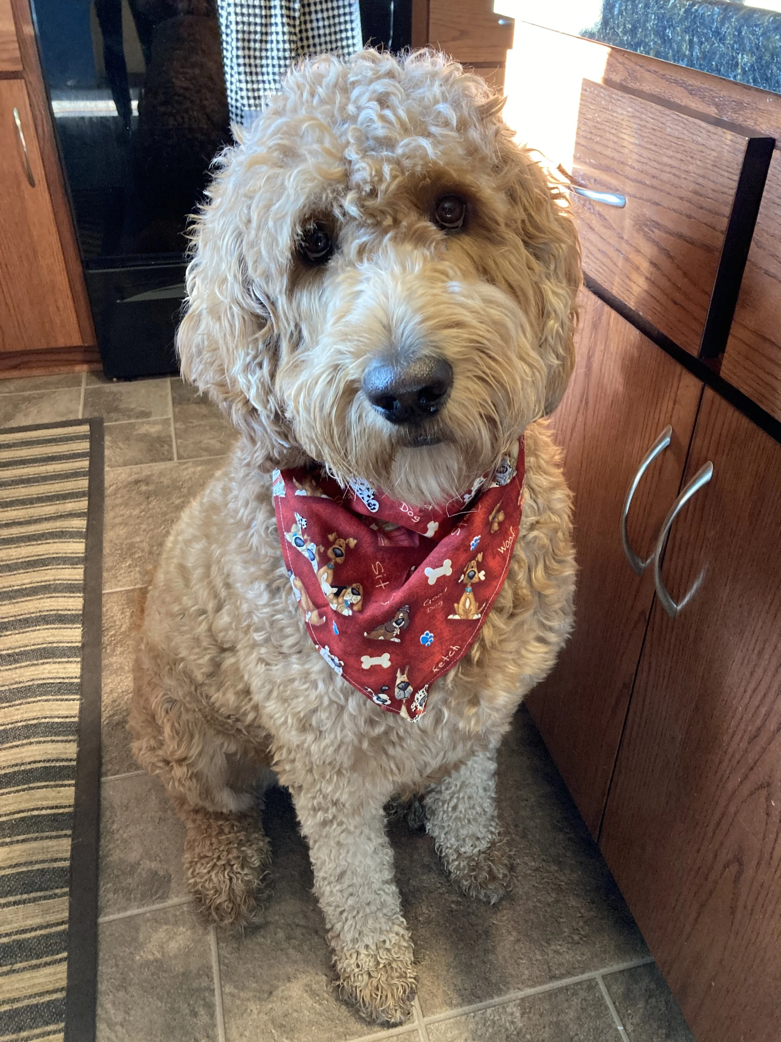 A fluffy, curly-haired dog with a red bandana around its neck sitting inside a kitchen near wooden cabinets and a black stove.