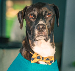 Black dog named Nico with a bowtie
