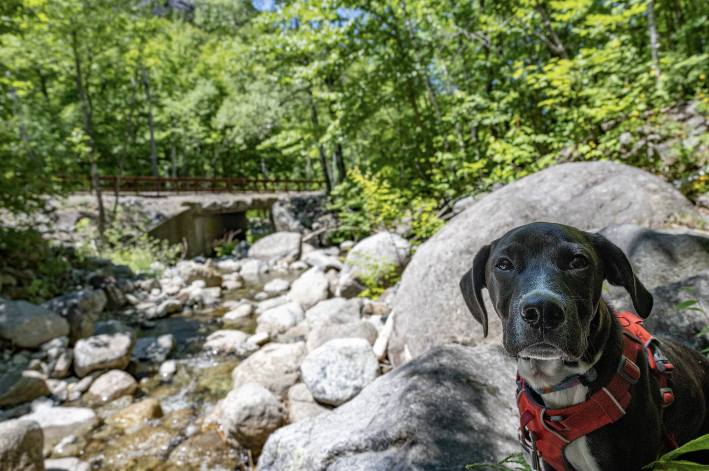 Black dog named Nico standing on rocks