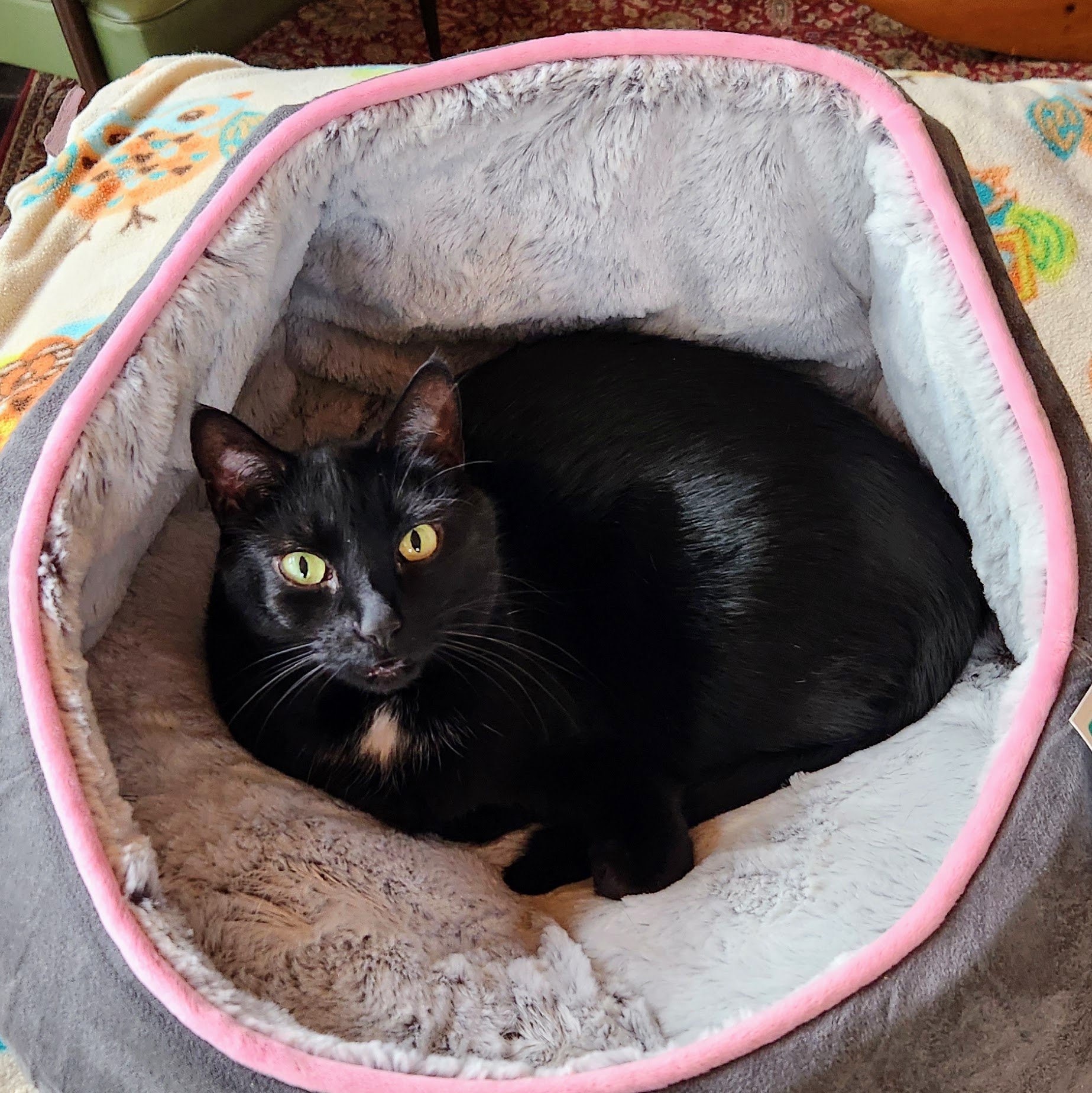 A black cat with yellow eyes lying inside a cozy, plush pet bed with pink trim and white fleece lining.