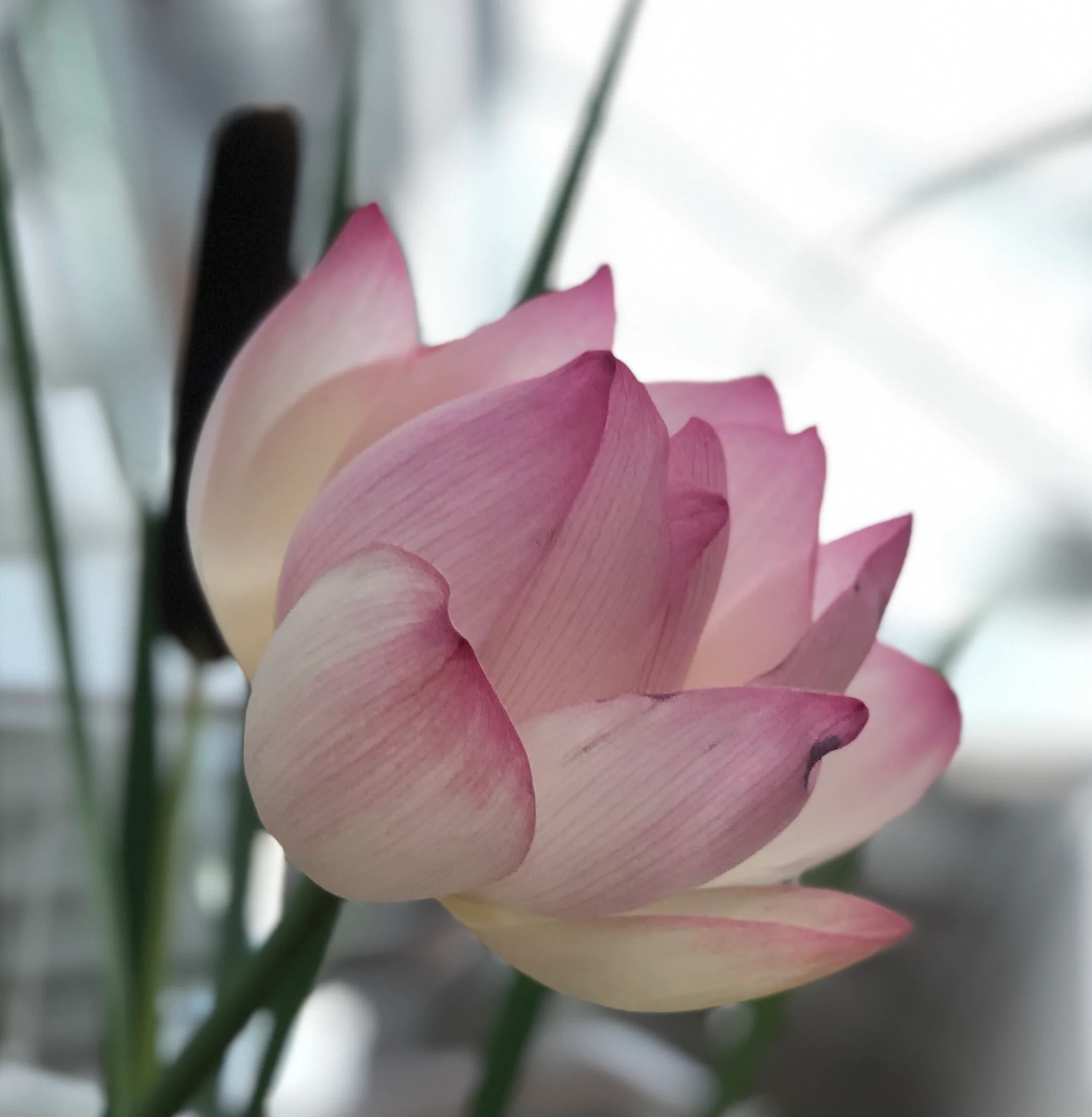 Discover the healing power of orgasms