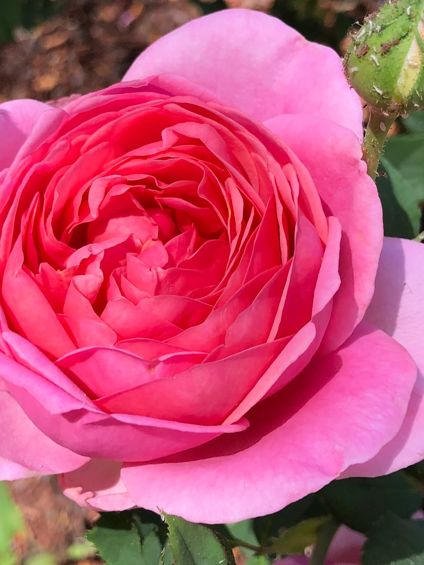 The relationship between scent and emotion