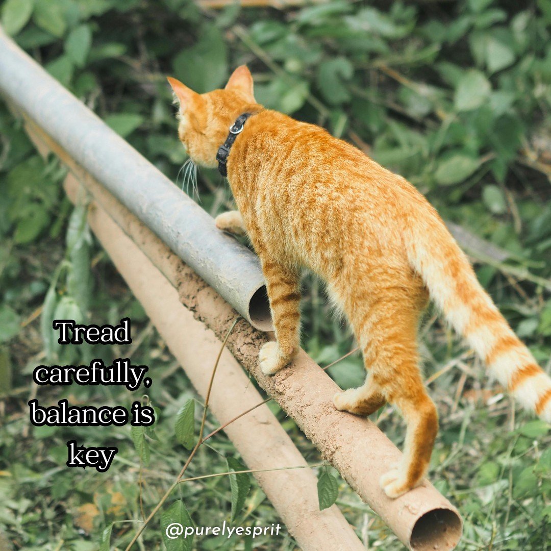 Today's reminder is that balance is key to life! Make sure your path is steady before taking that first step...

#balance #purelyesprit #motivation #dailyreminder #reminder #movement #health #wellness #life