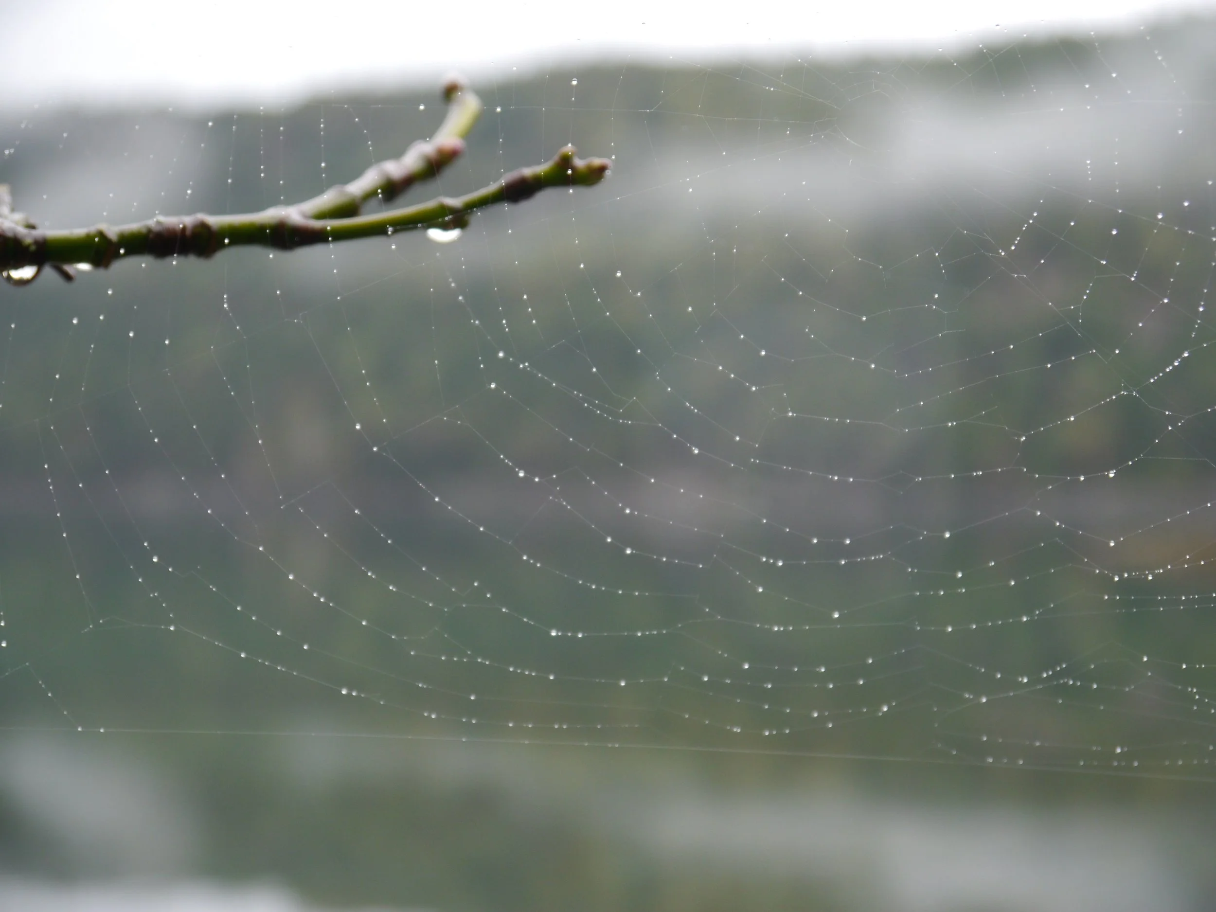 Spider web with raindrops in it, taken by Margaret McKeon