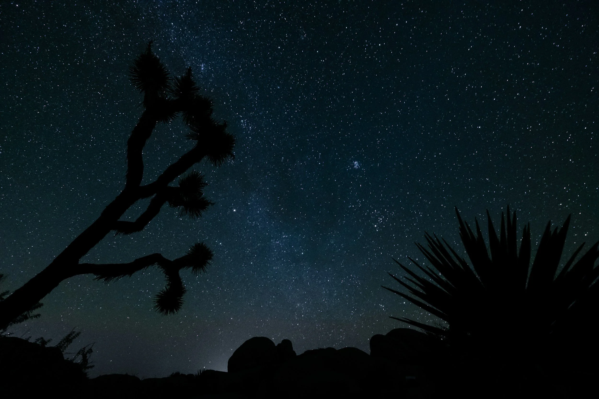 A photo of a silhouette of a Joshua Tree, with a star filled night sky in the background