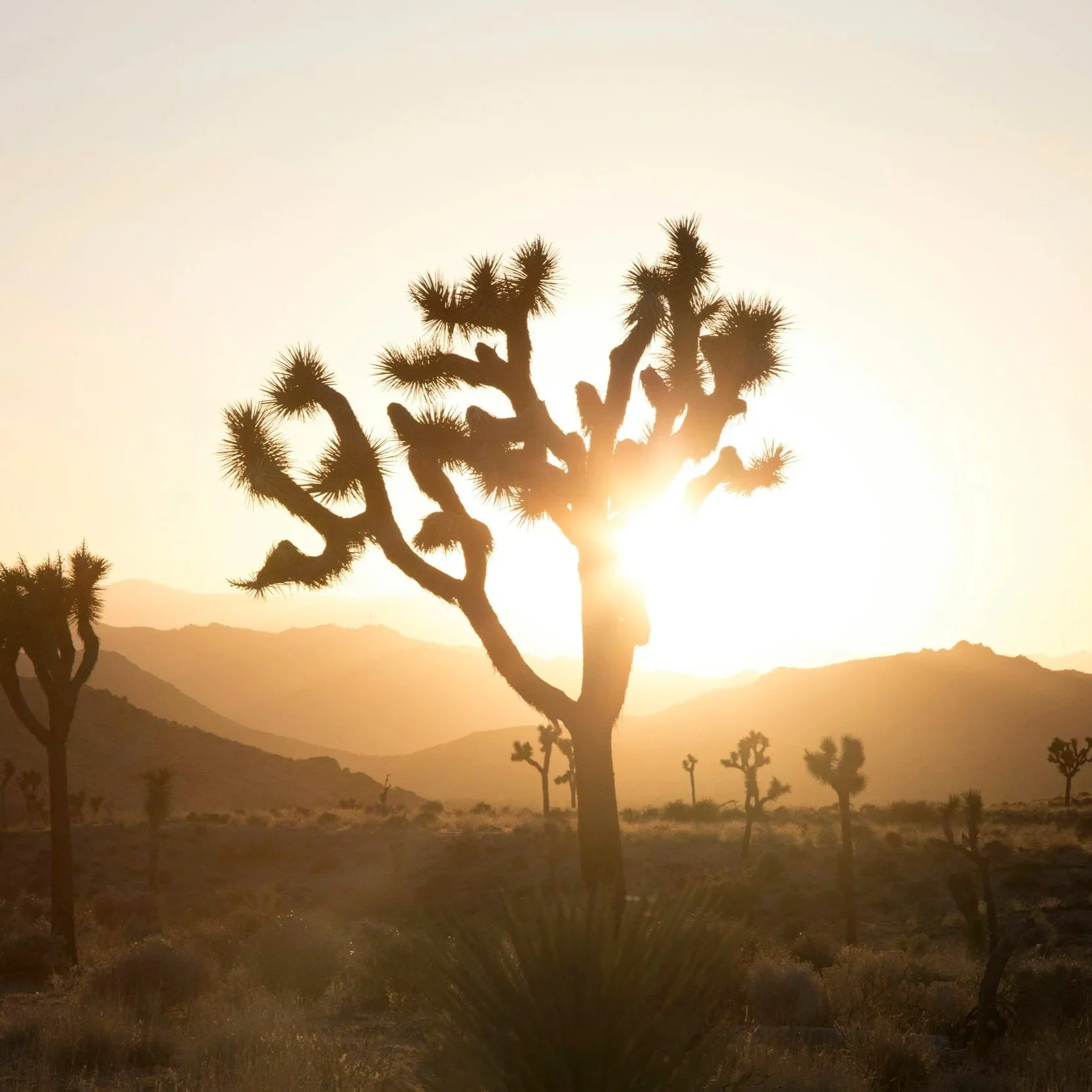 Desert Heat
