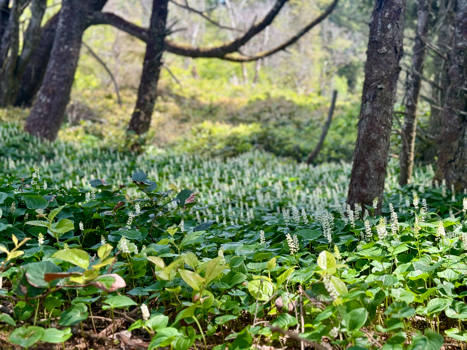 A lush forest scene with a ground cover of green leafy plants with white flowers, surrounded by tall trees.