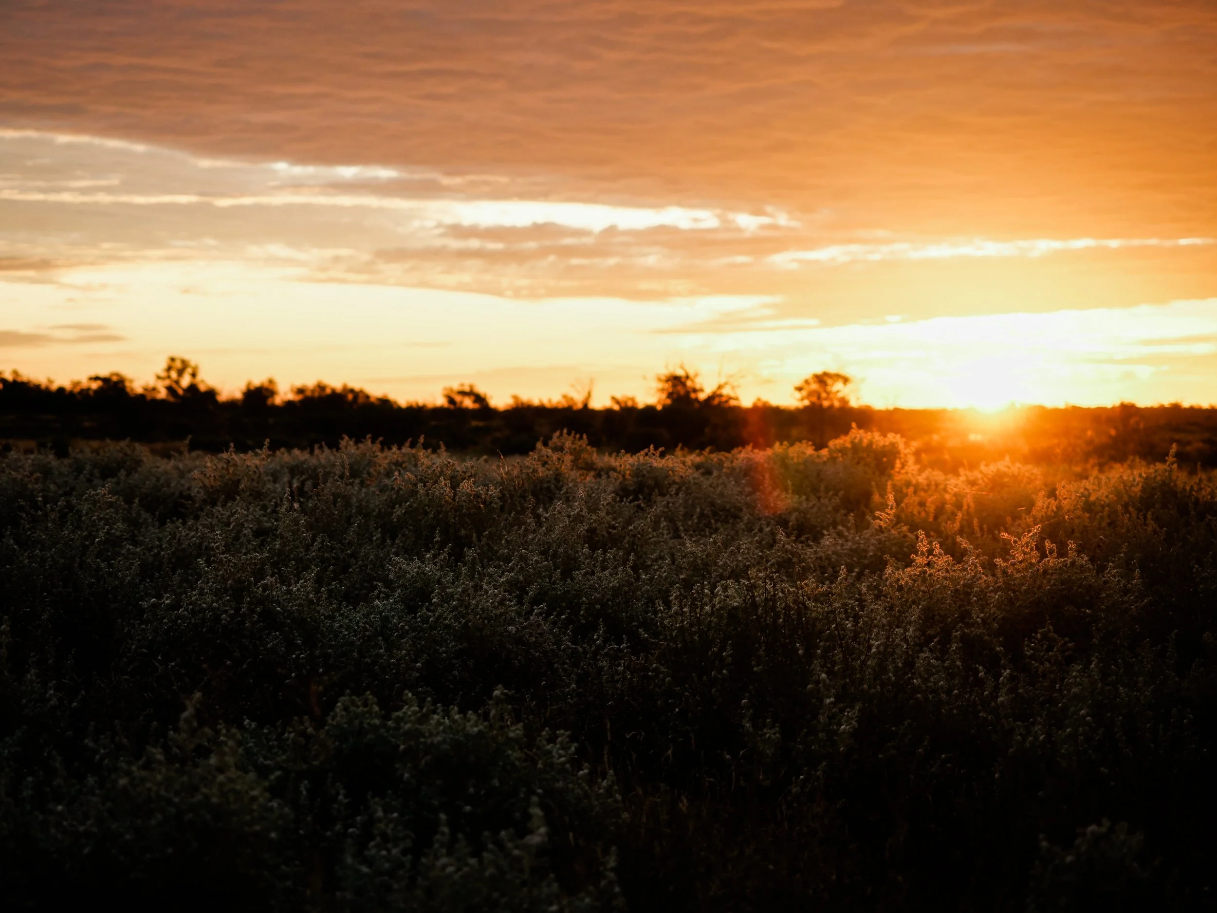 Sturt Vale Pastoral HIGH RES -104.jpg