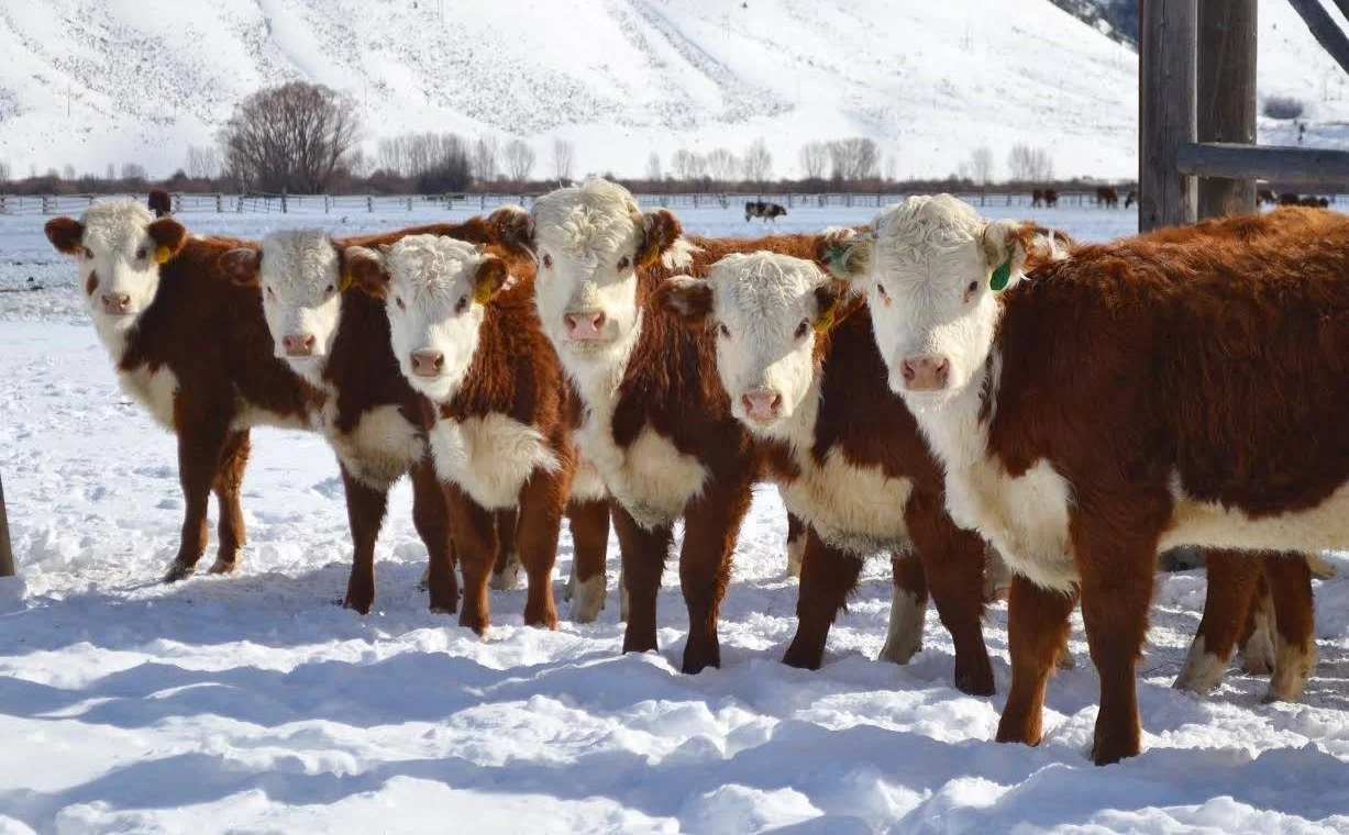 Group of calves standing in snow on farm with snow-covered hills in background