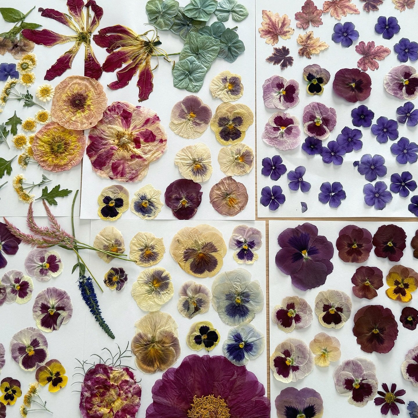 🌸 Pressed flower art incoming 🌸
&bull;
&bull;
&bull;
#pressedflowers #flowerpressing #flowerlover #flowergram #pressedflowerart #pressedflowercraft #flowerpress #flowerpressart #art #flowers #fleurs #underthefloralspell
